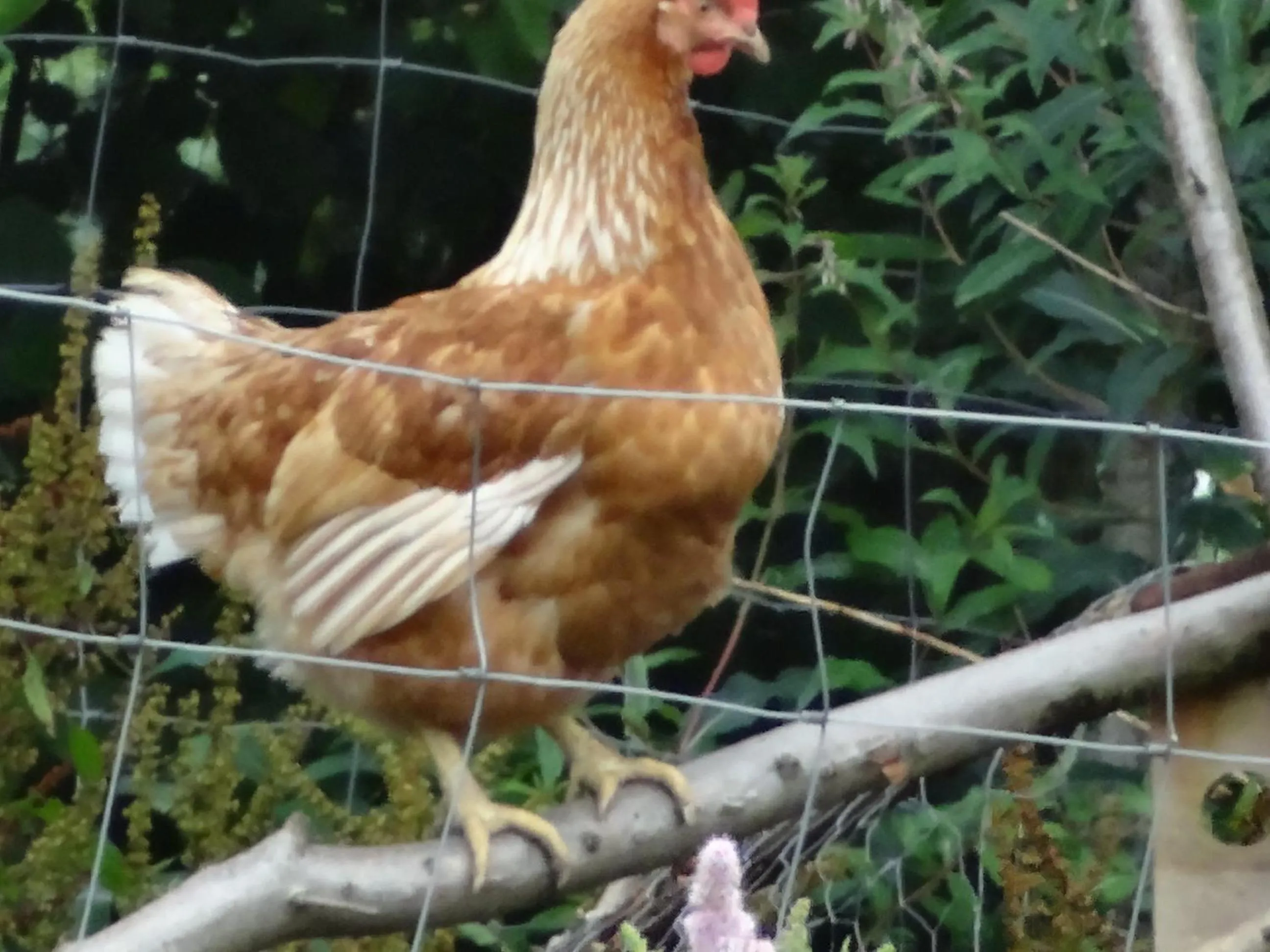 Animals in La Fermette Blanche