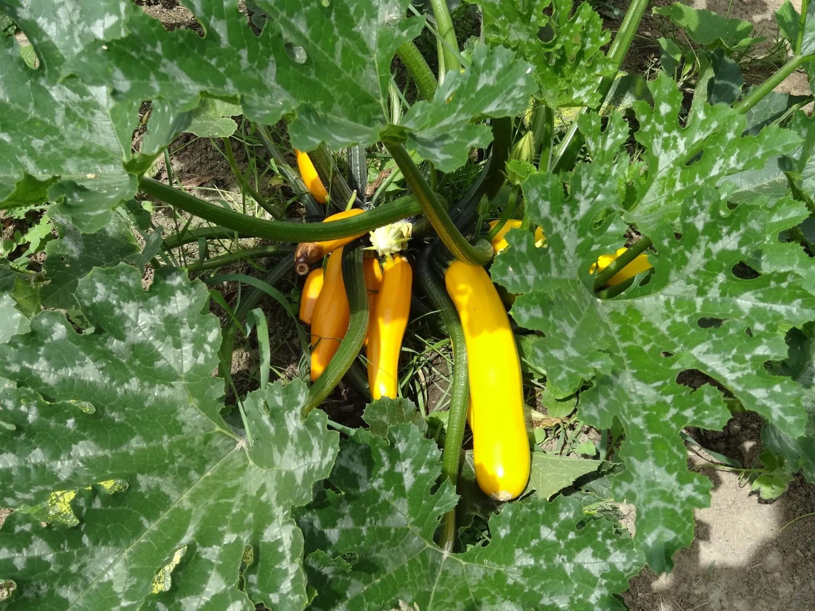 Garden in La Fermette Blanche