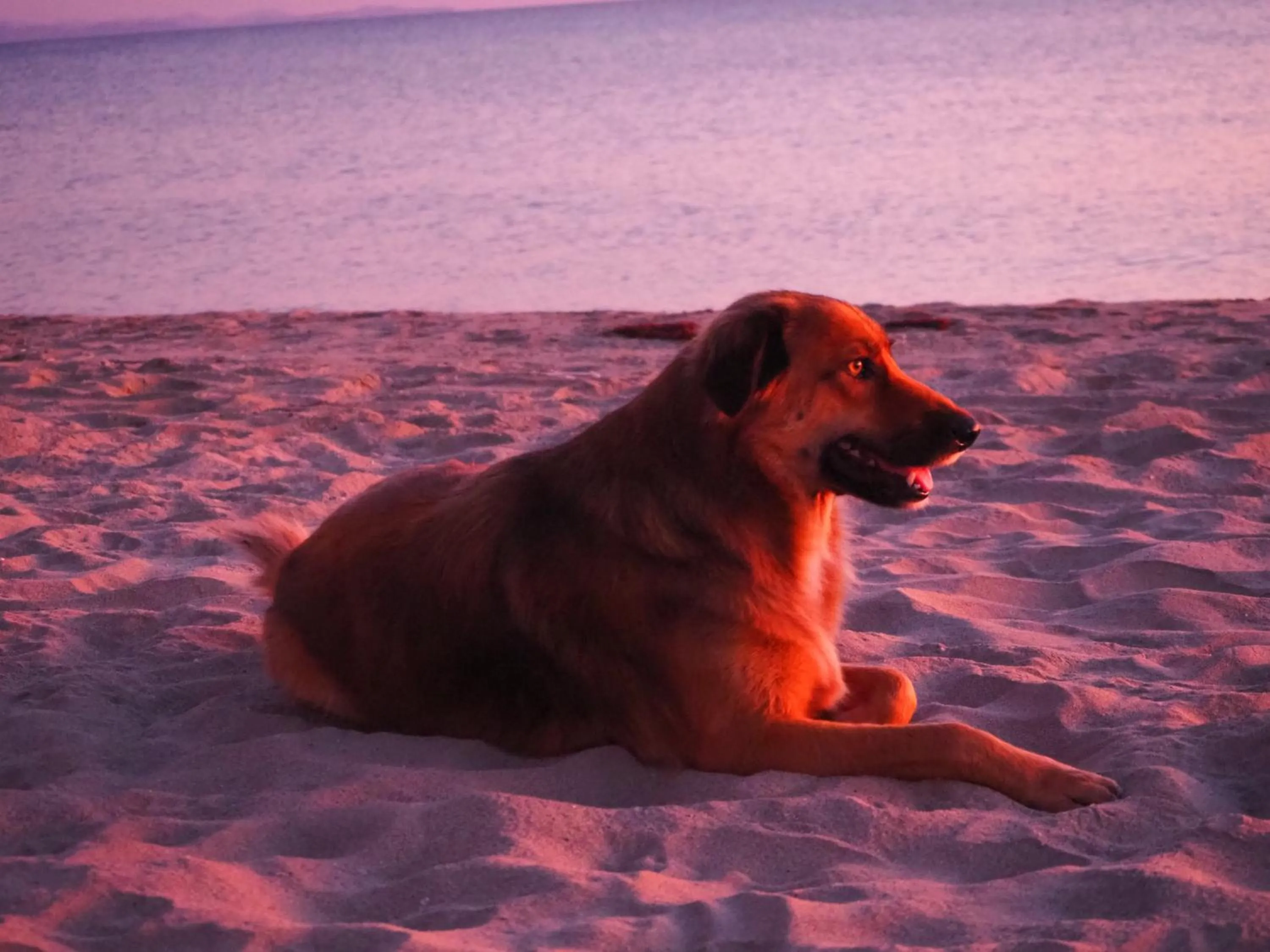 Pets in Footprints Beach Resort