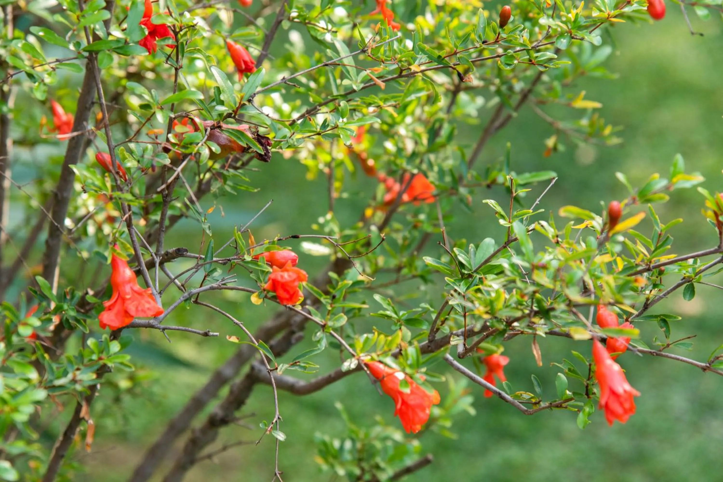 Garden in La Fonderia Firenze