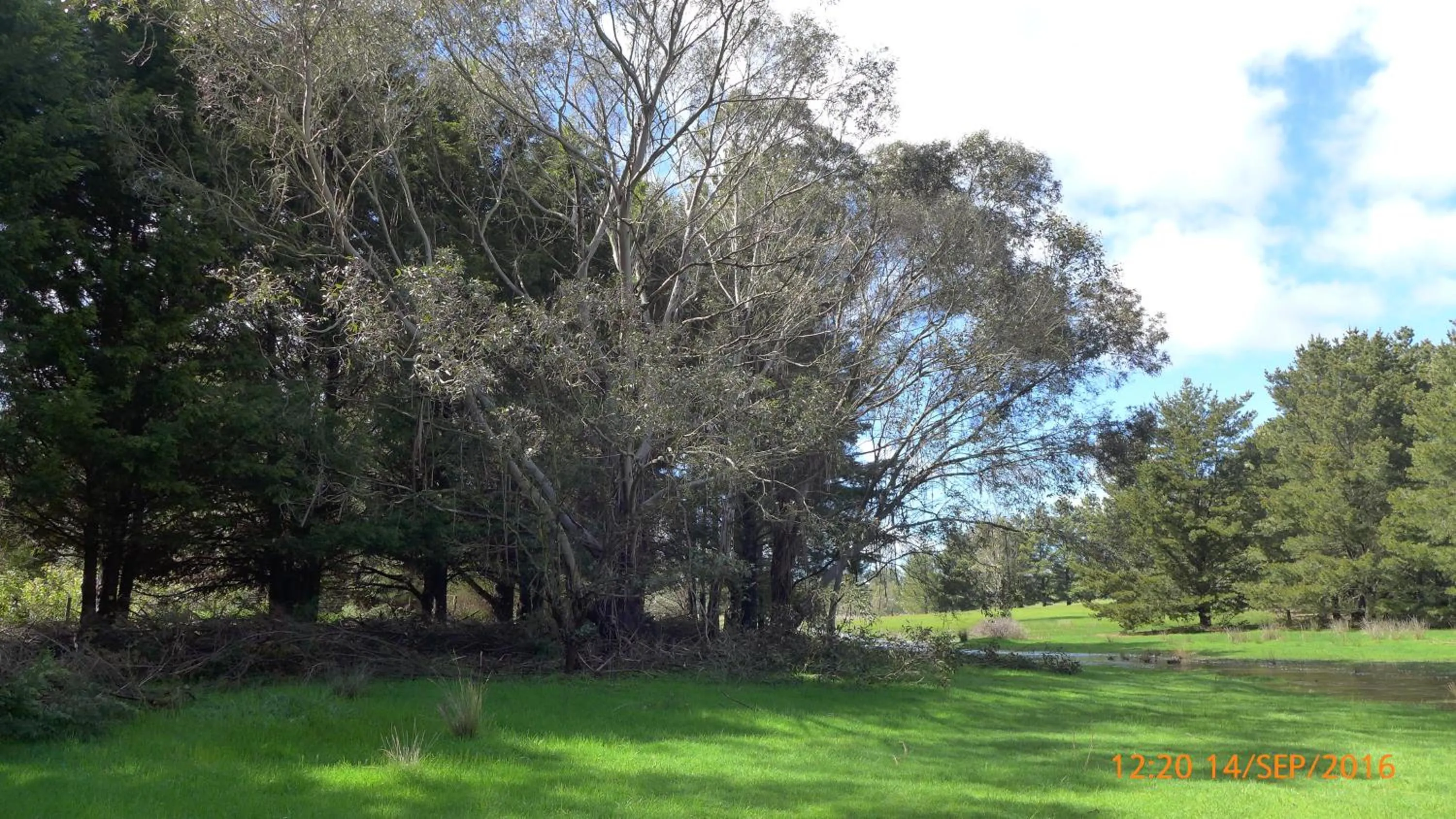 Other in Helen's Homestead