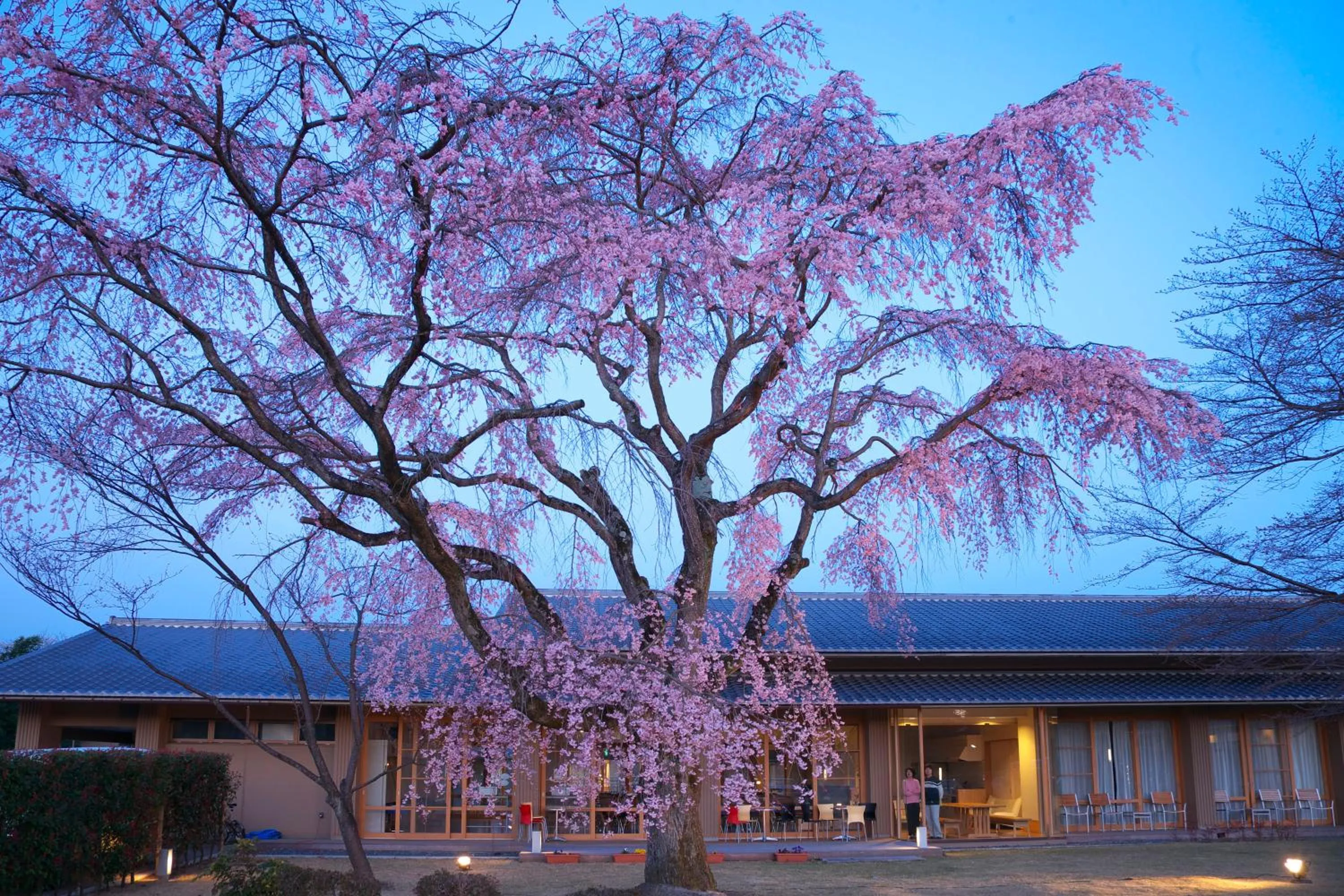 Garden in Kyoto Utano Youth Hostel