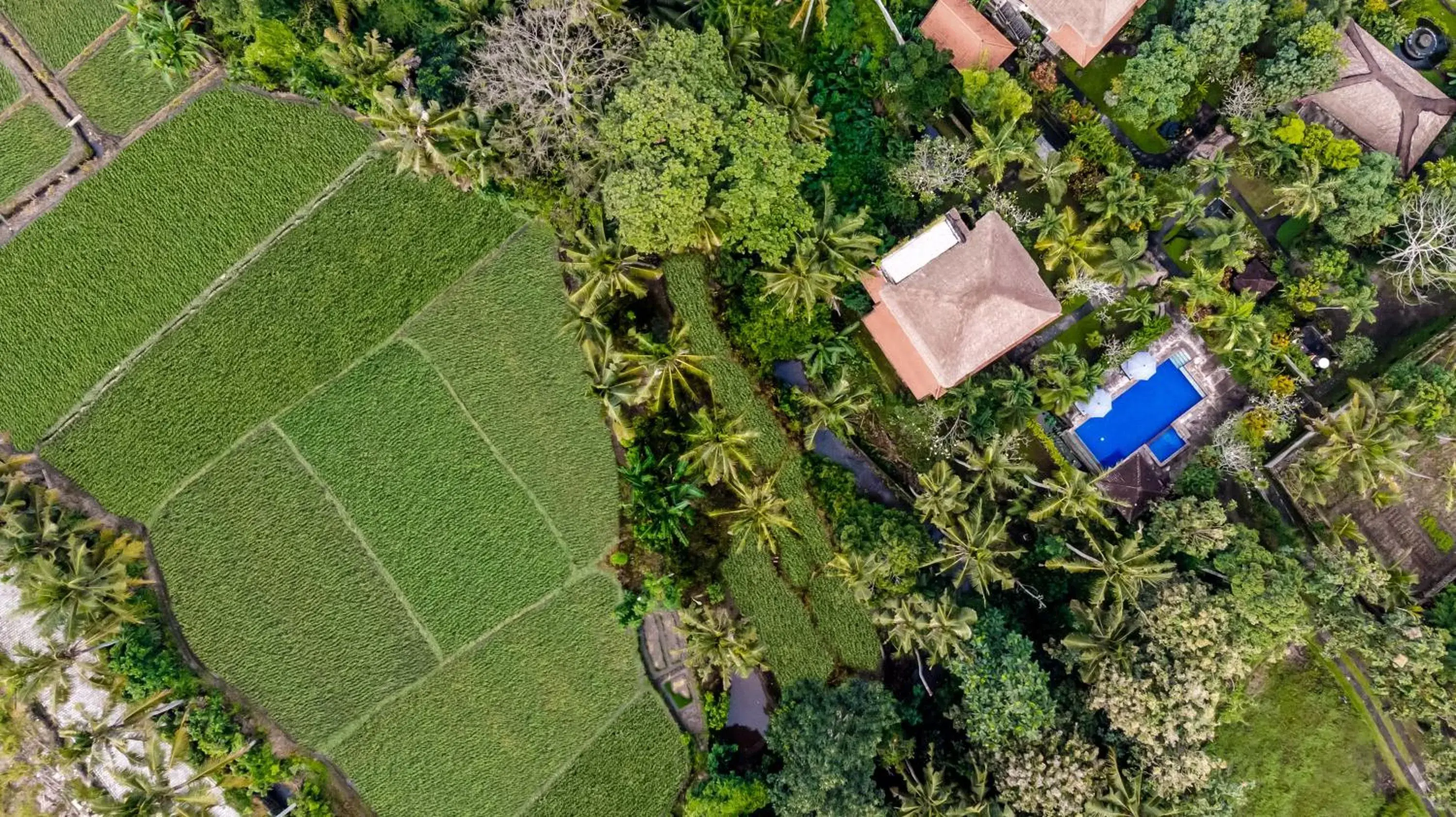 Bird's eye view in Alam Shanti Ubud Bird's eye view in Alam Shanti Ubud
