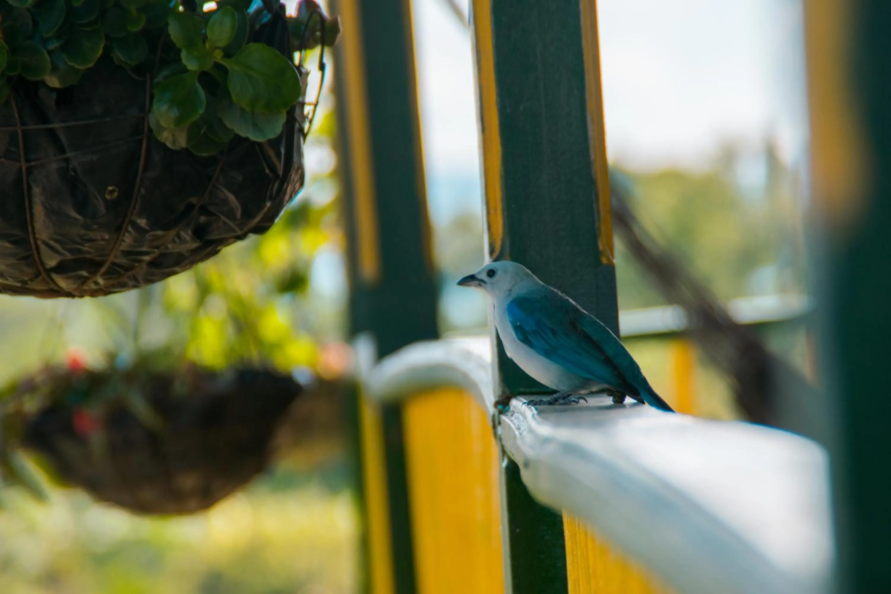 Garden view in Finca Hotel el Palmar