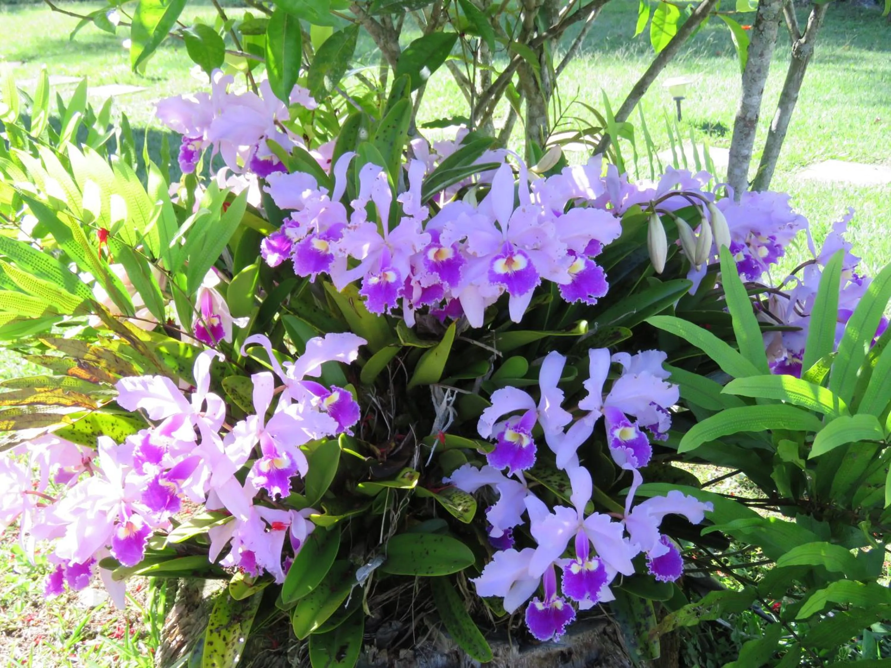 Garden in Finca Hotel el Palmar