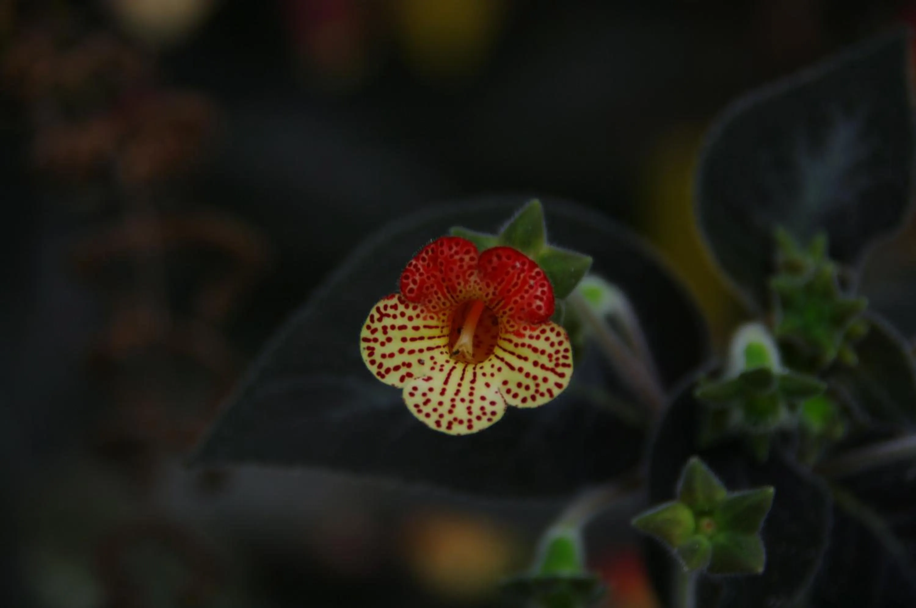 Natural landscape in Finca Hotel el Palmar