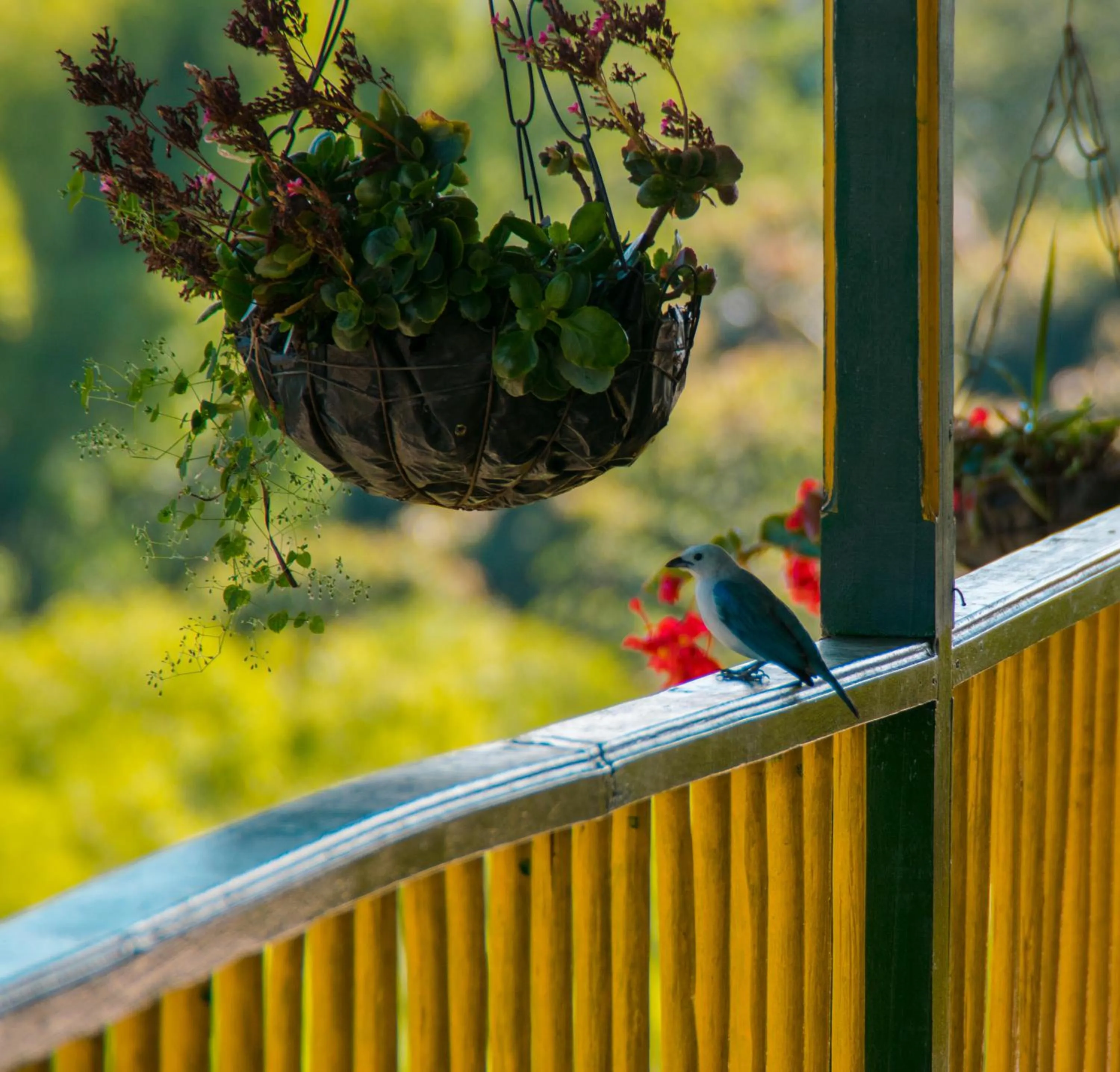 Balcony/Terrace in Finca Hotel el Palmar