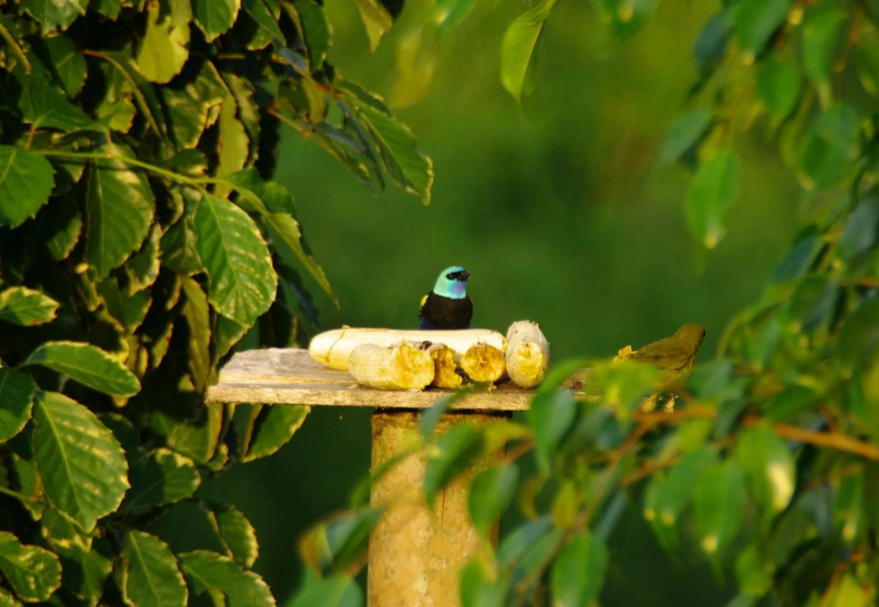 Natural landscape in Finca Hotel el Palmar