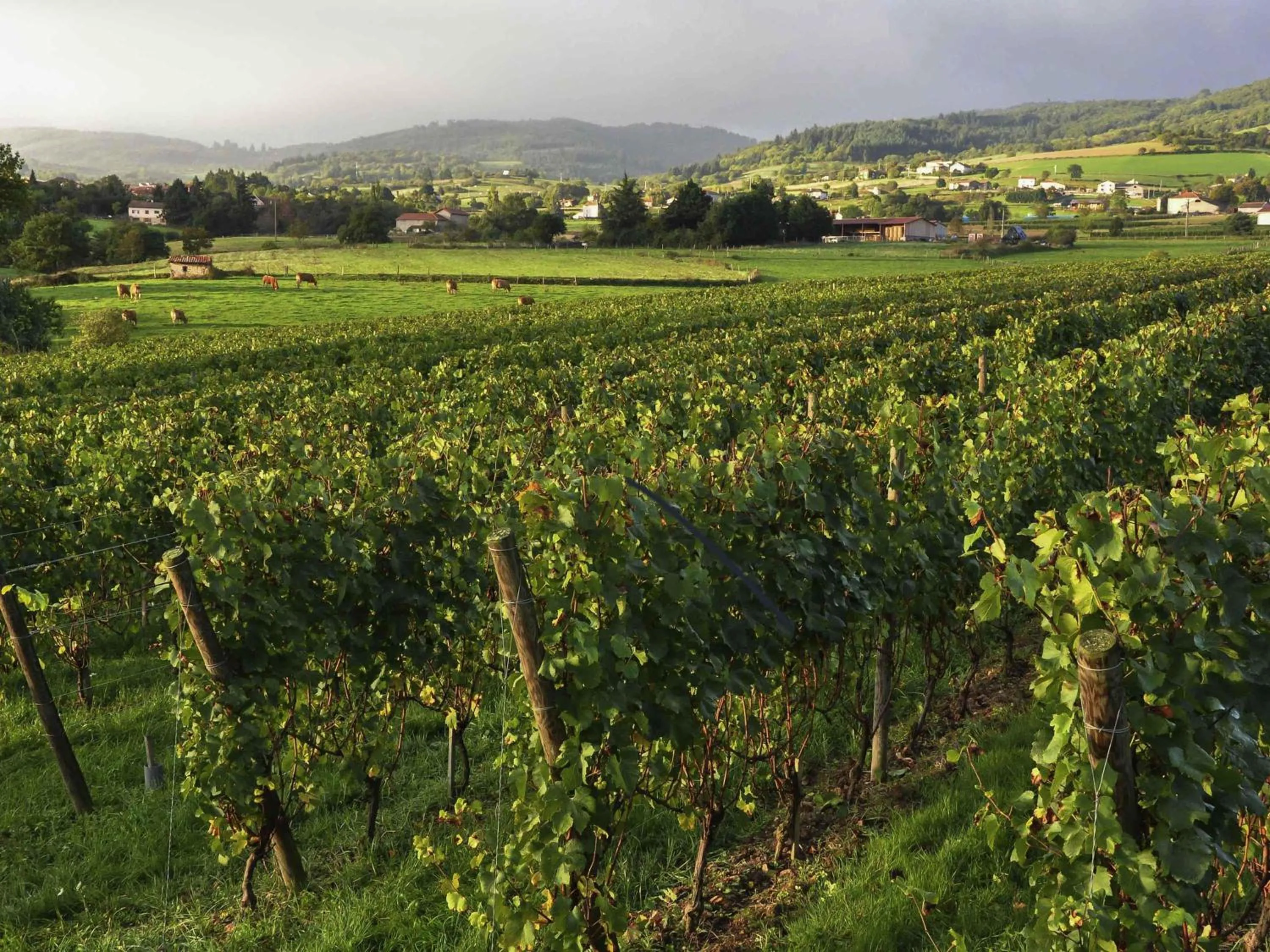 Other in Hôtel Mercure Rodez Cathédrale