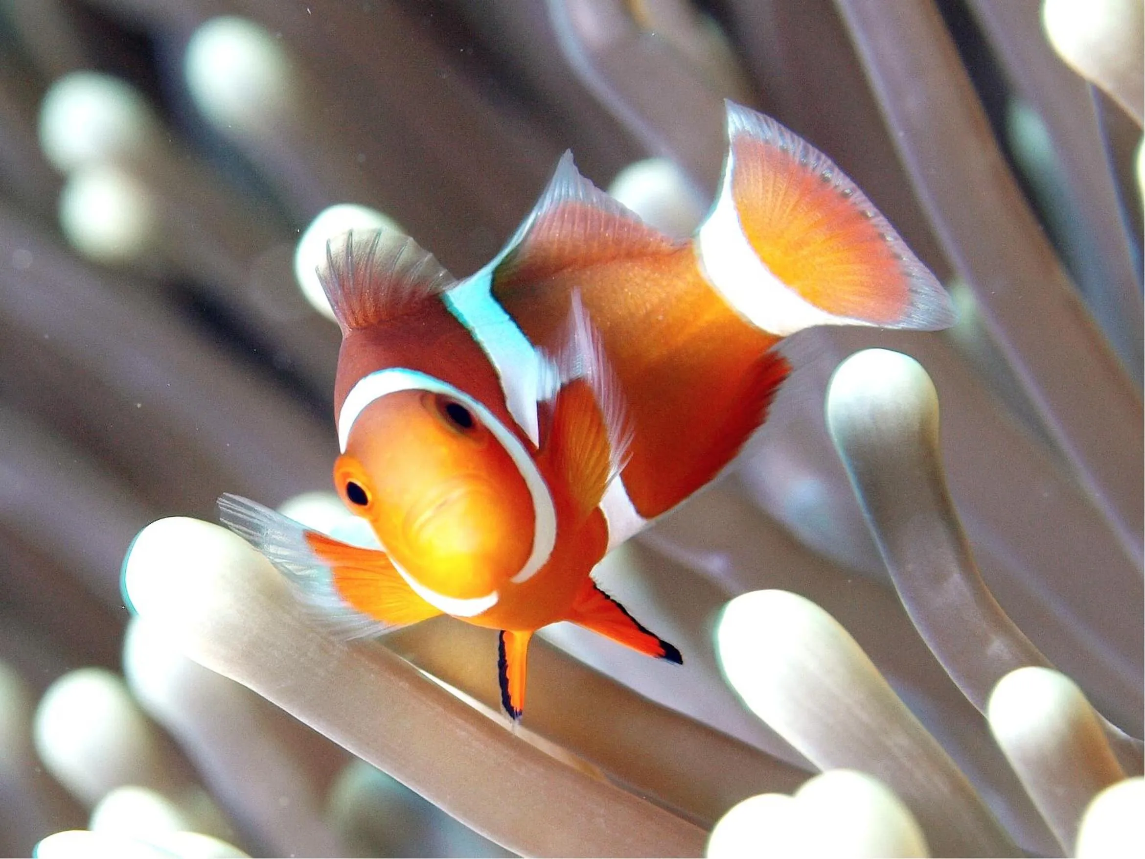 Snorkeling in Seven Colors Ishigakijima