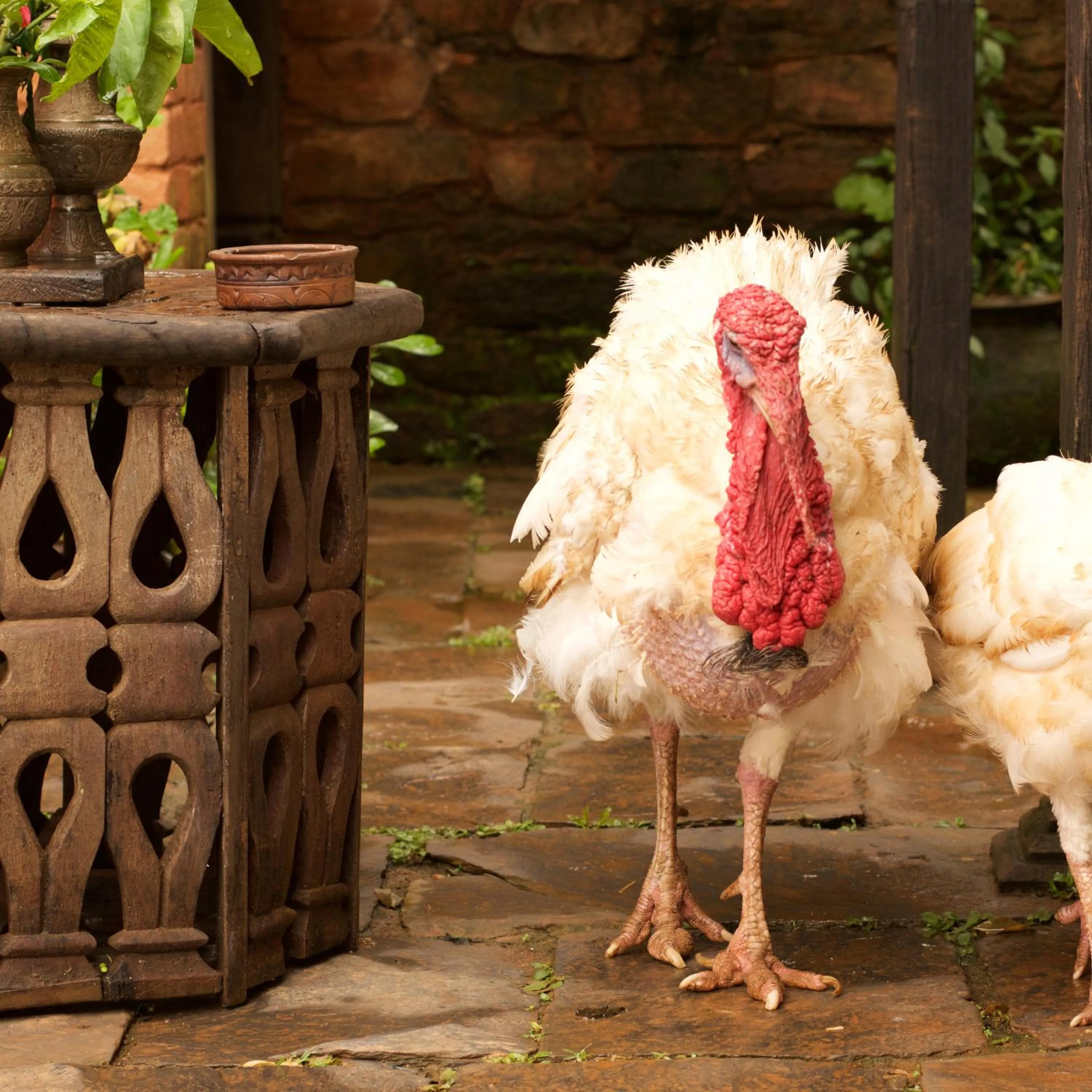 Animals in The Famous Farm