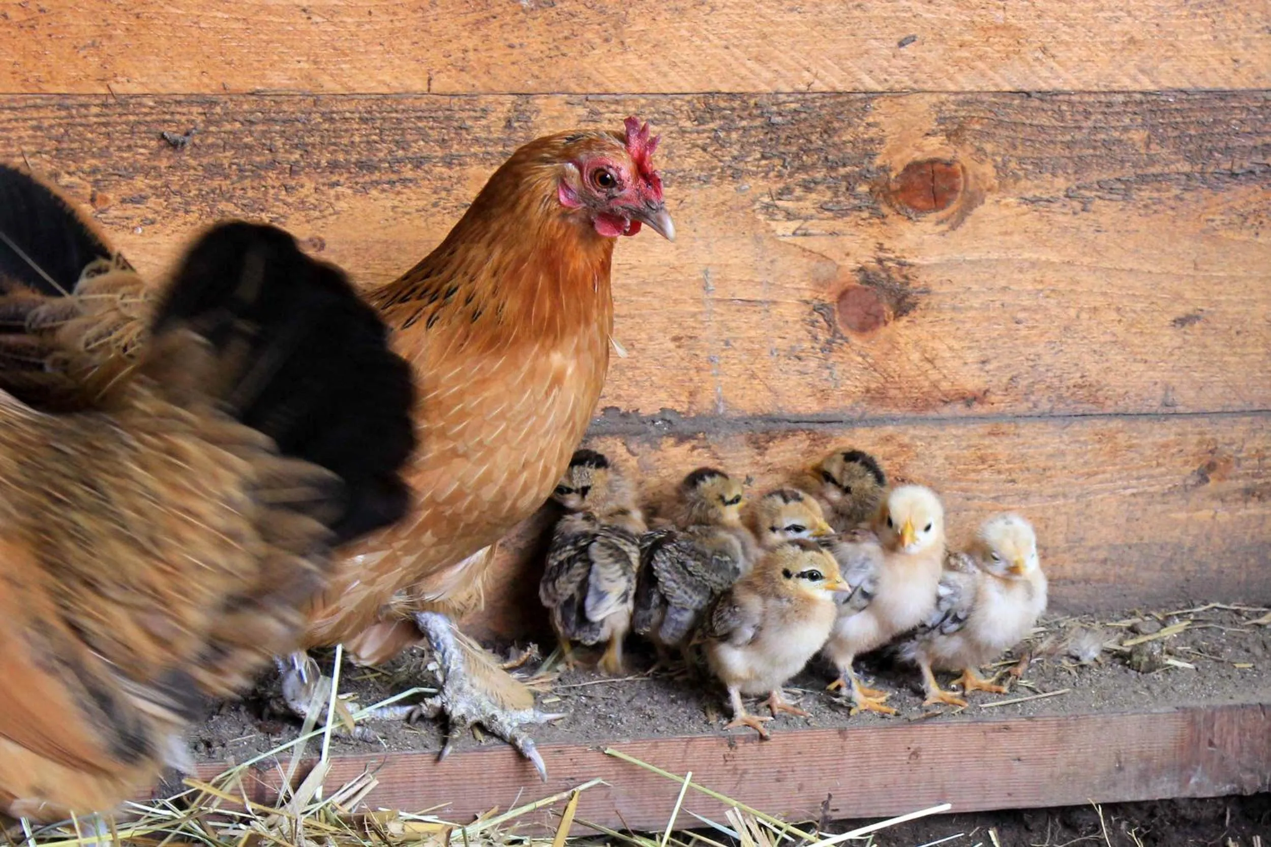 Animals in Domaine des Lilas