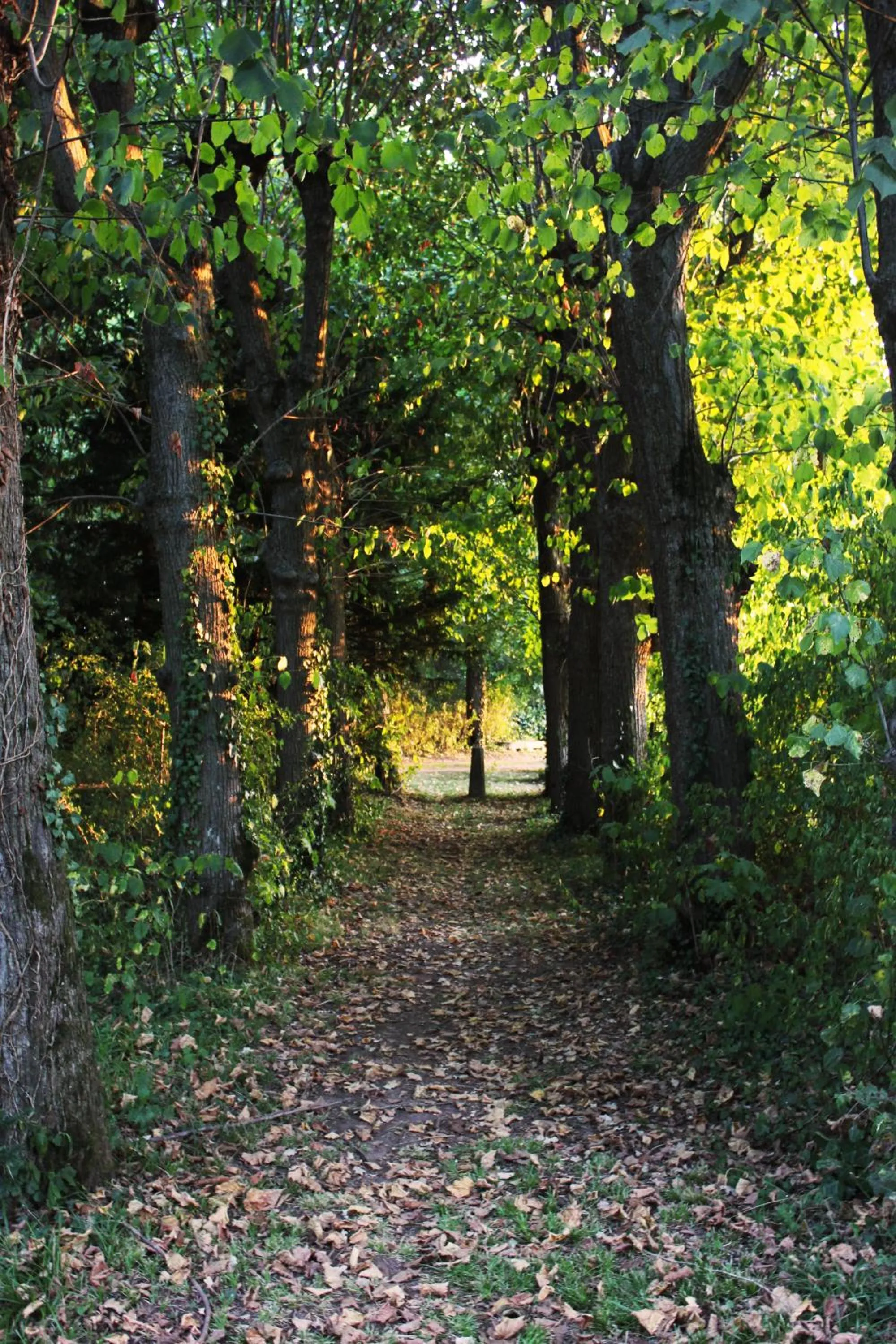 Garden in Domaine des Lilas
