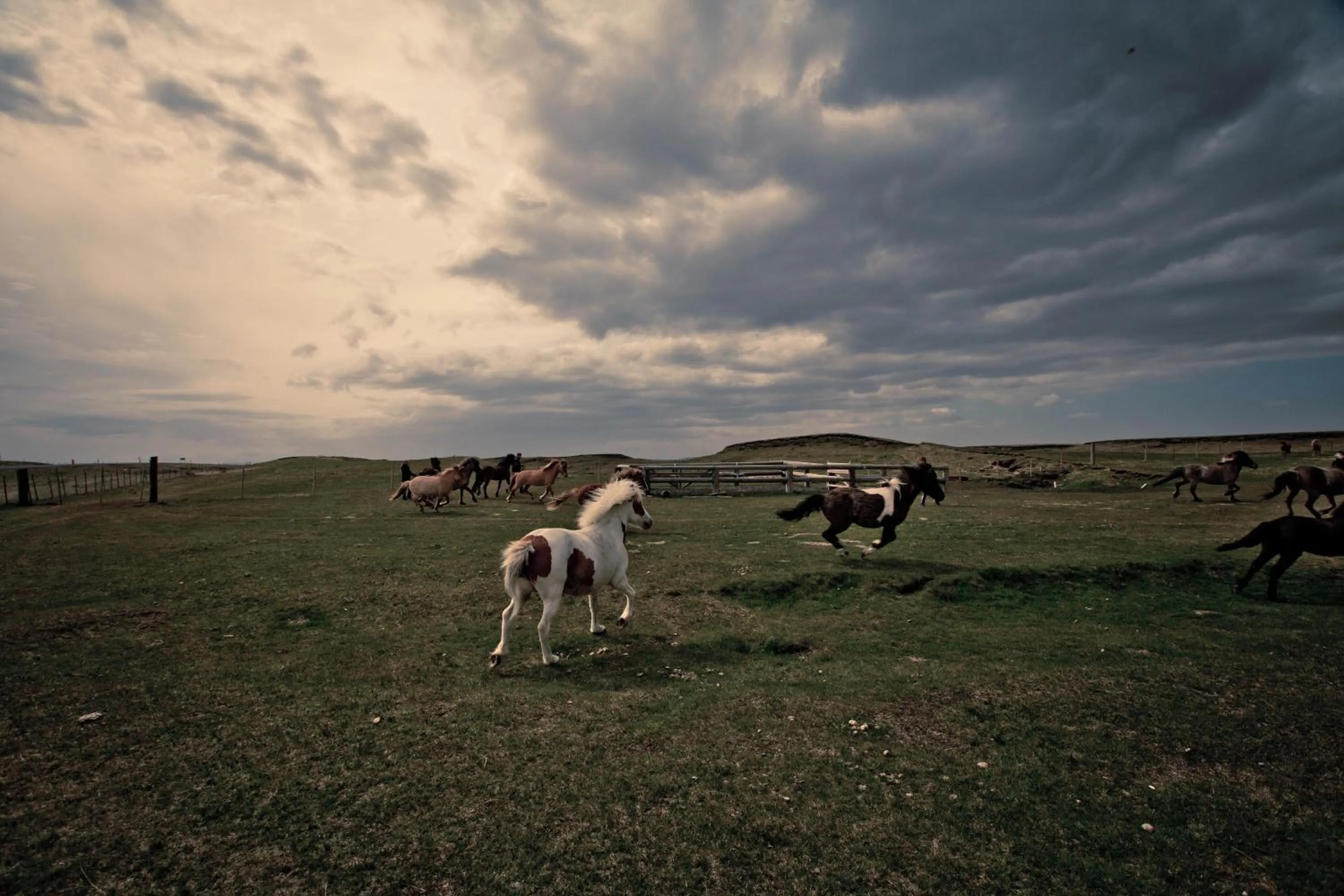 Horse-riding in Borgarbæli