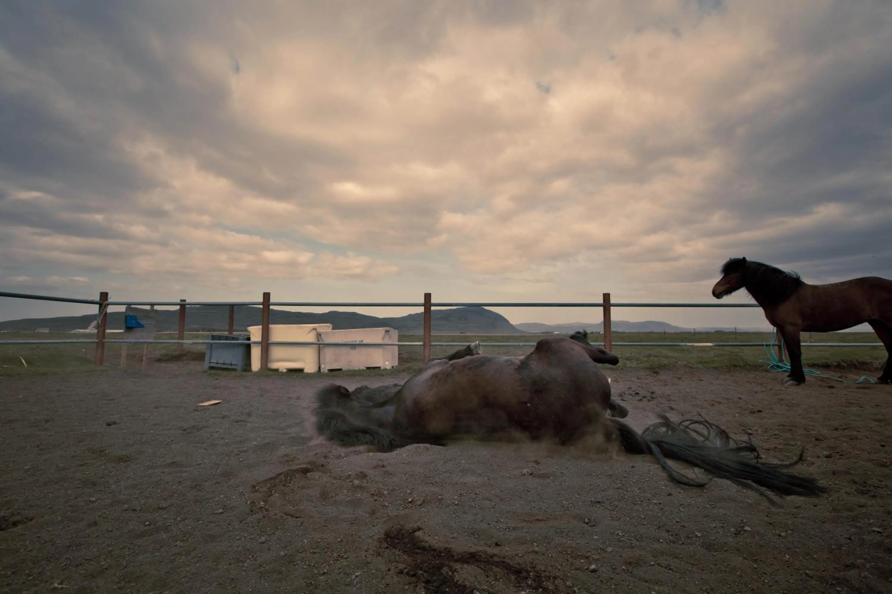 Animals in Borgarbæli