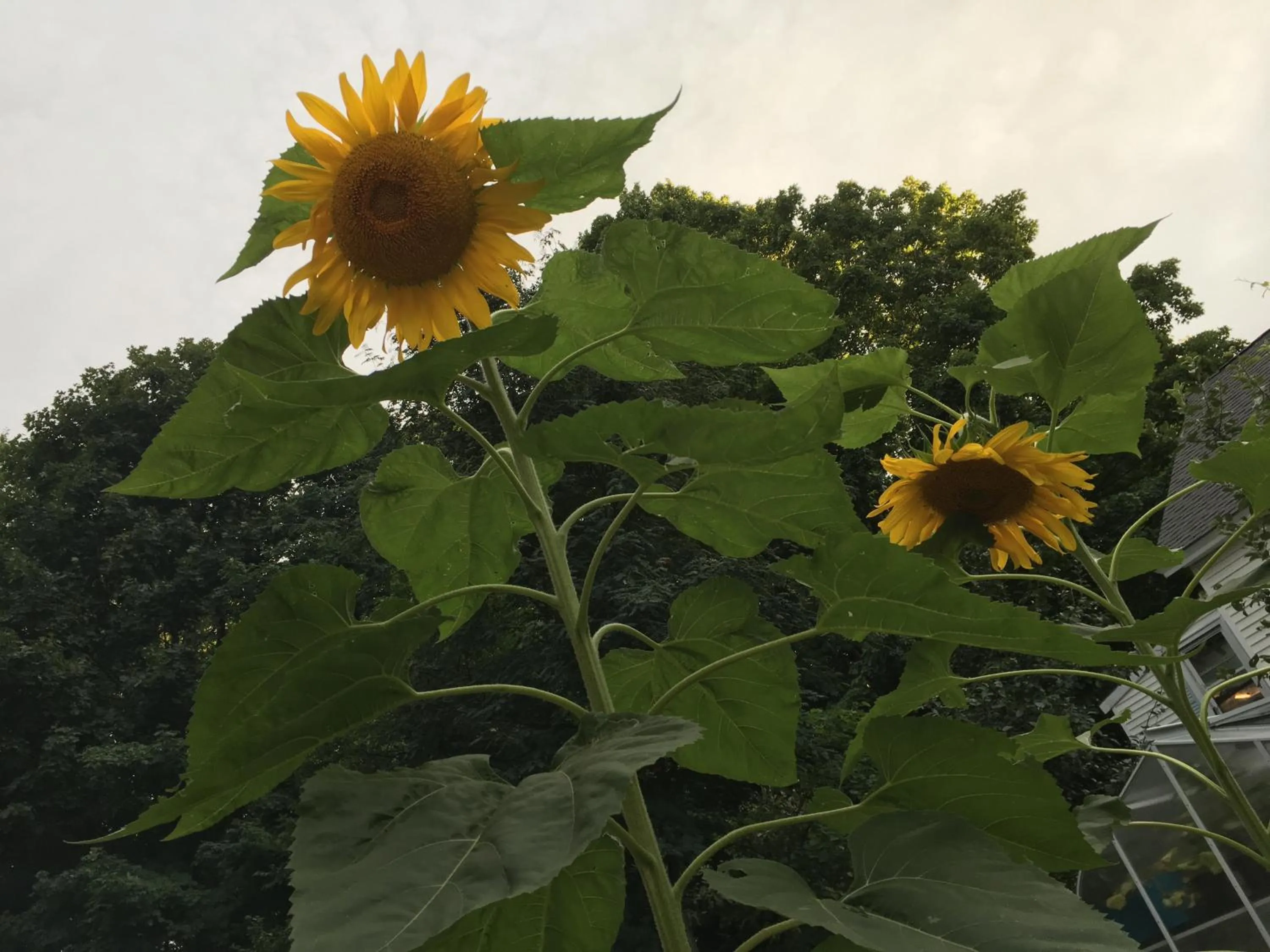 Garden in Timber Post Bed & Breakfast