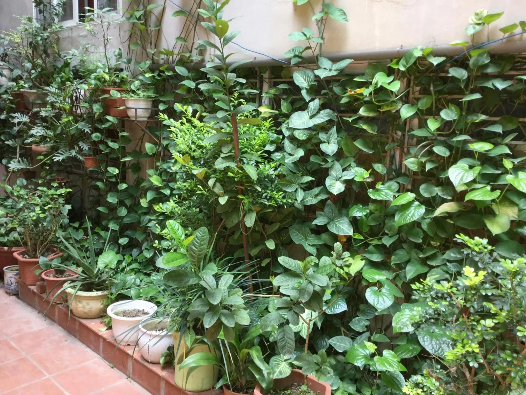 Garden in French-styled house