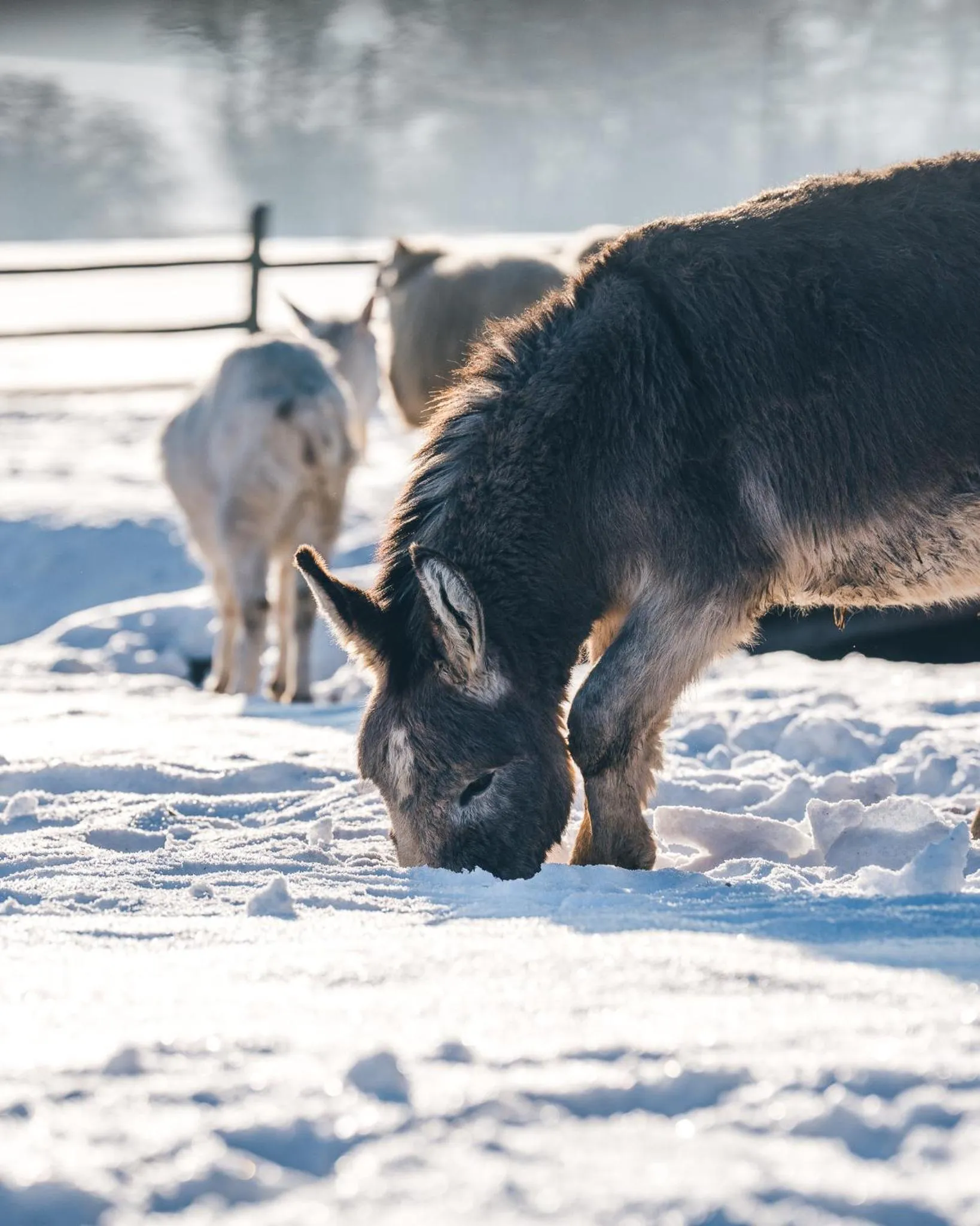 Garden in Aparthotel & Wellness Knížecí cesta