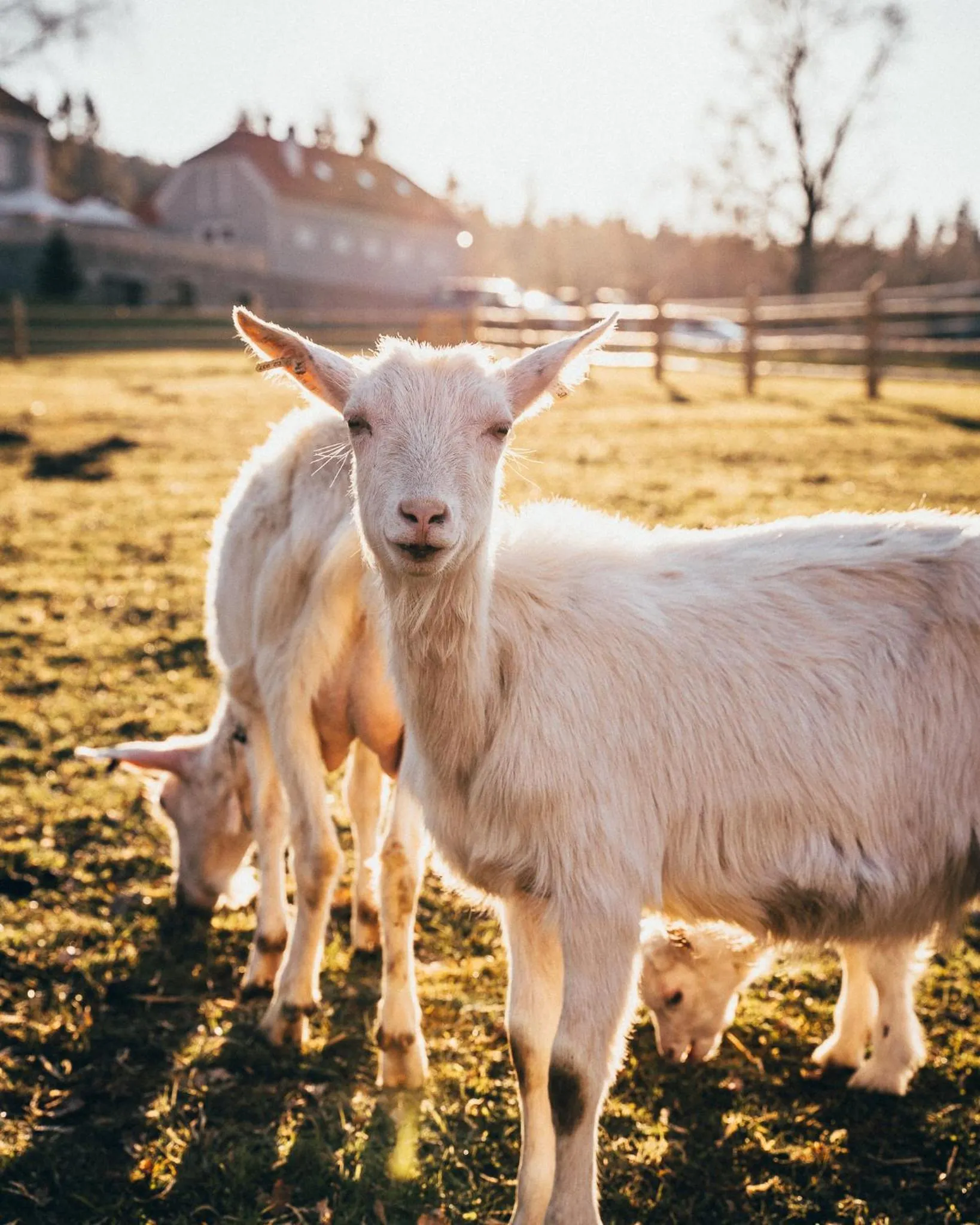 Garden in Aparthotel & Wellness Knížecí cesta