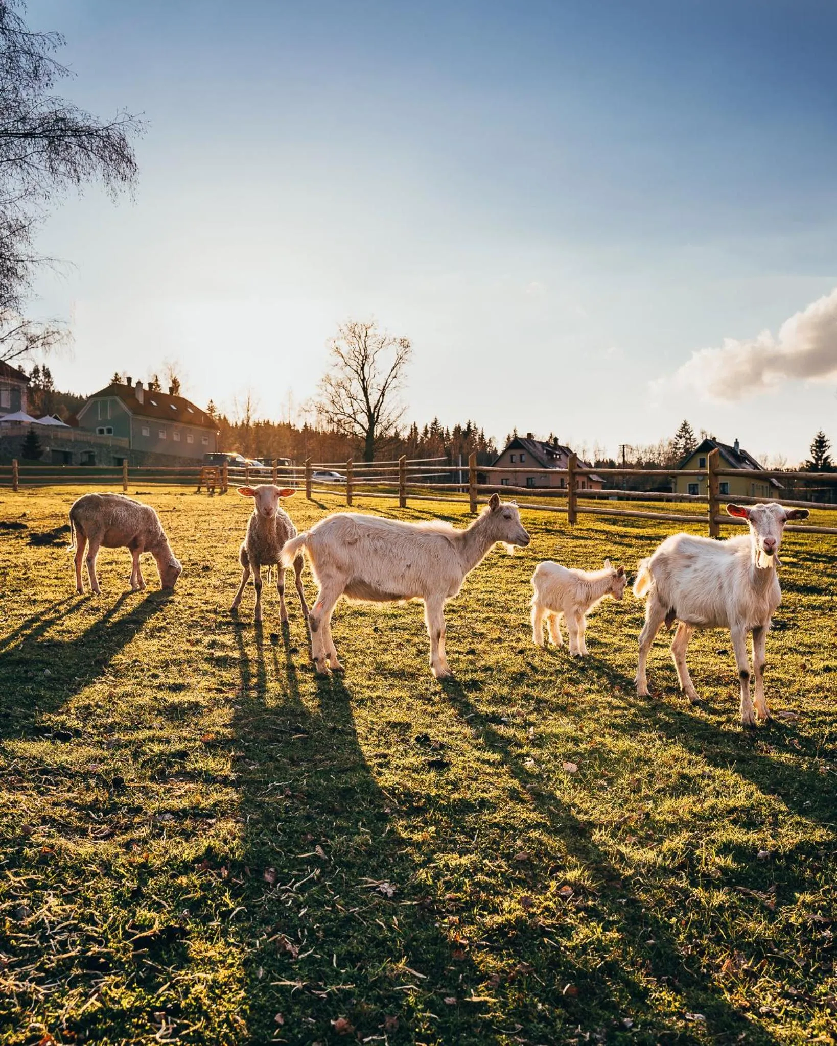Children play ground in Aparthotel & Wellness Knížecí cesta