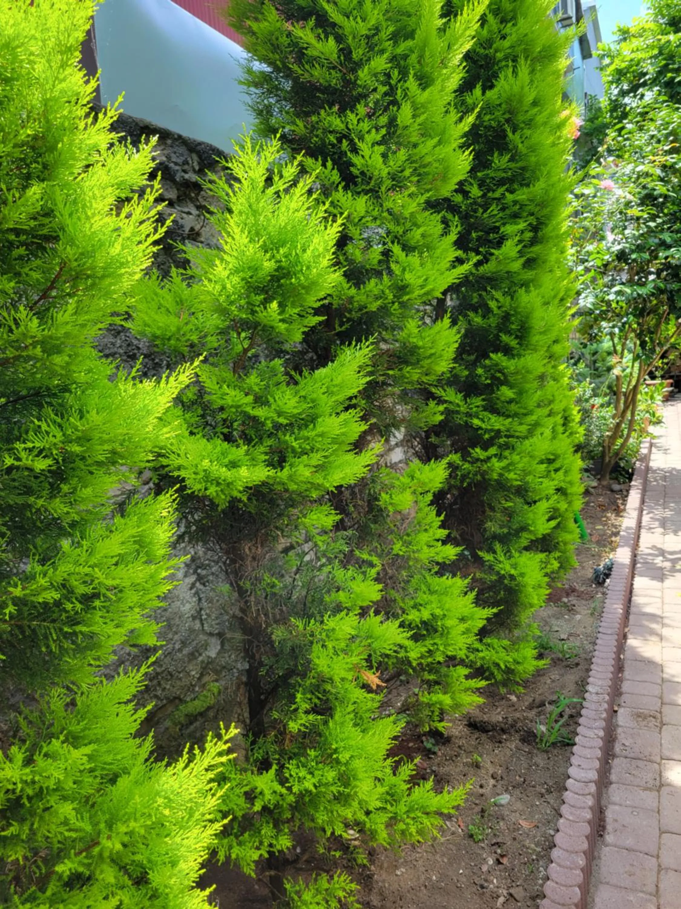 Garden in Guest house Agmashenebeli 229