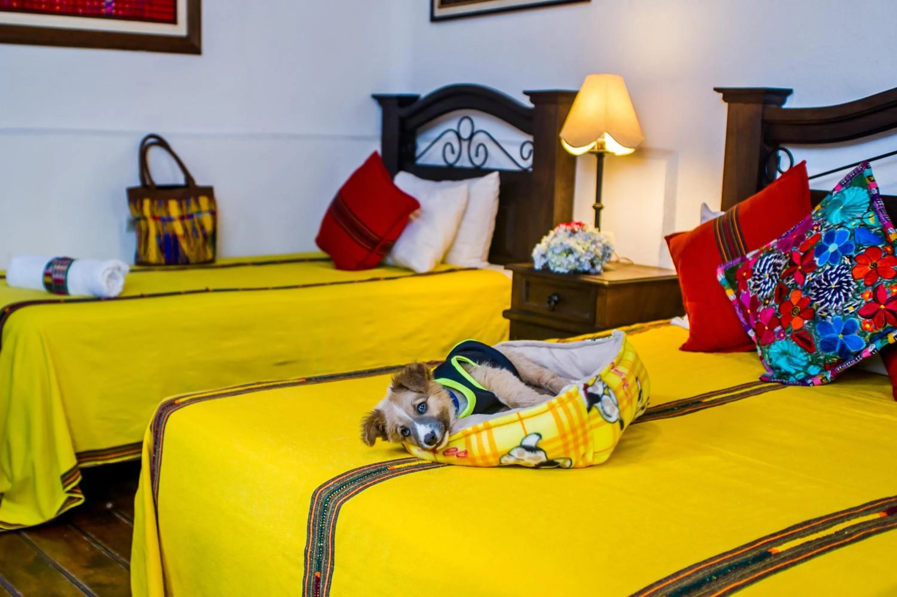 Pets, Bed in Posada Doña Luisa