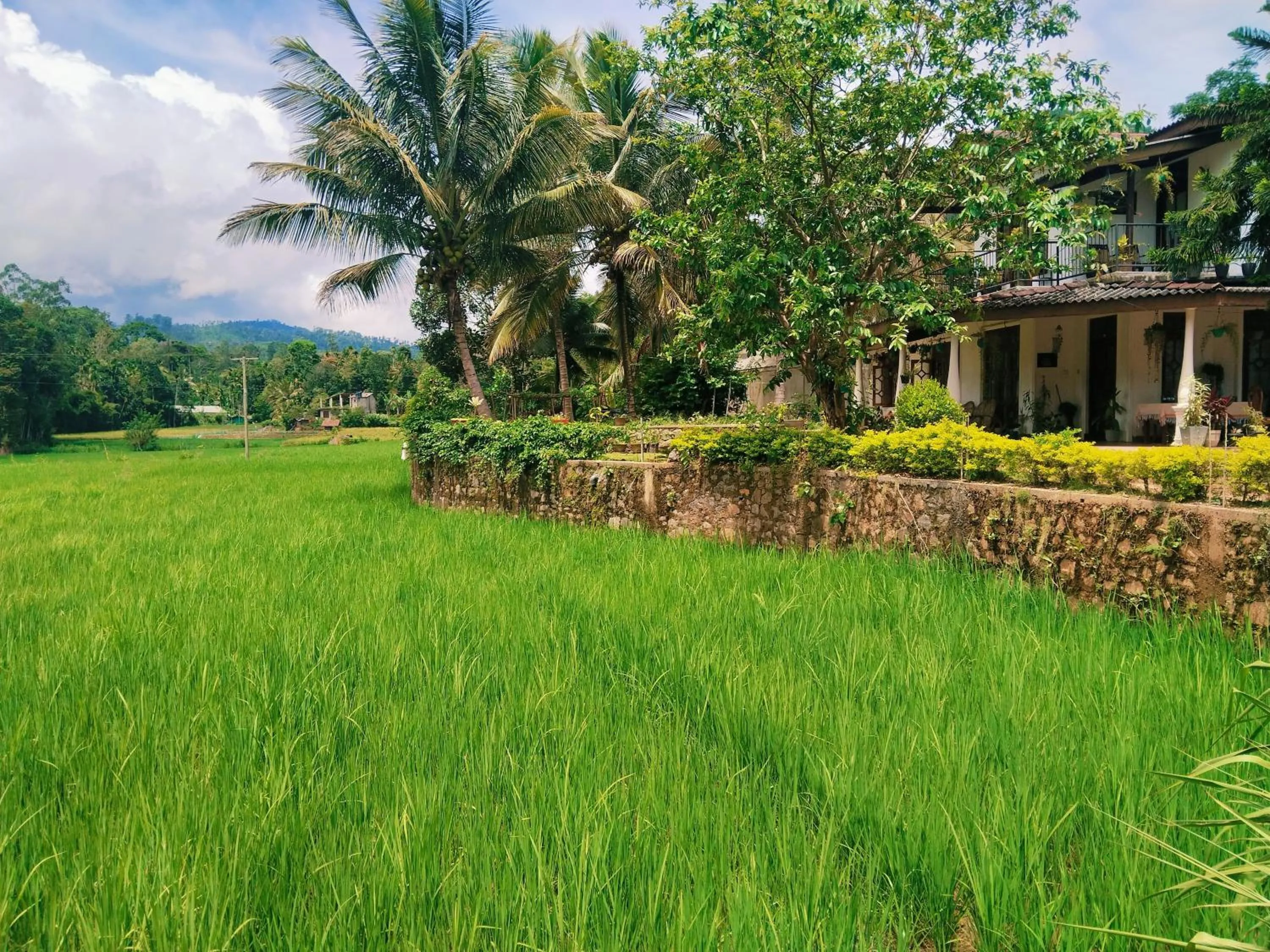 Ella Nature valley homestay