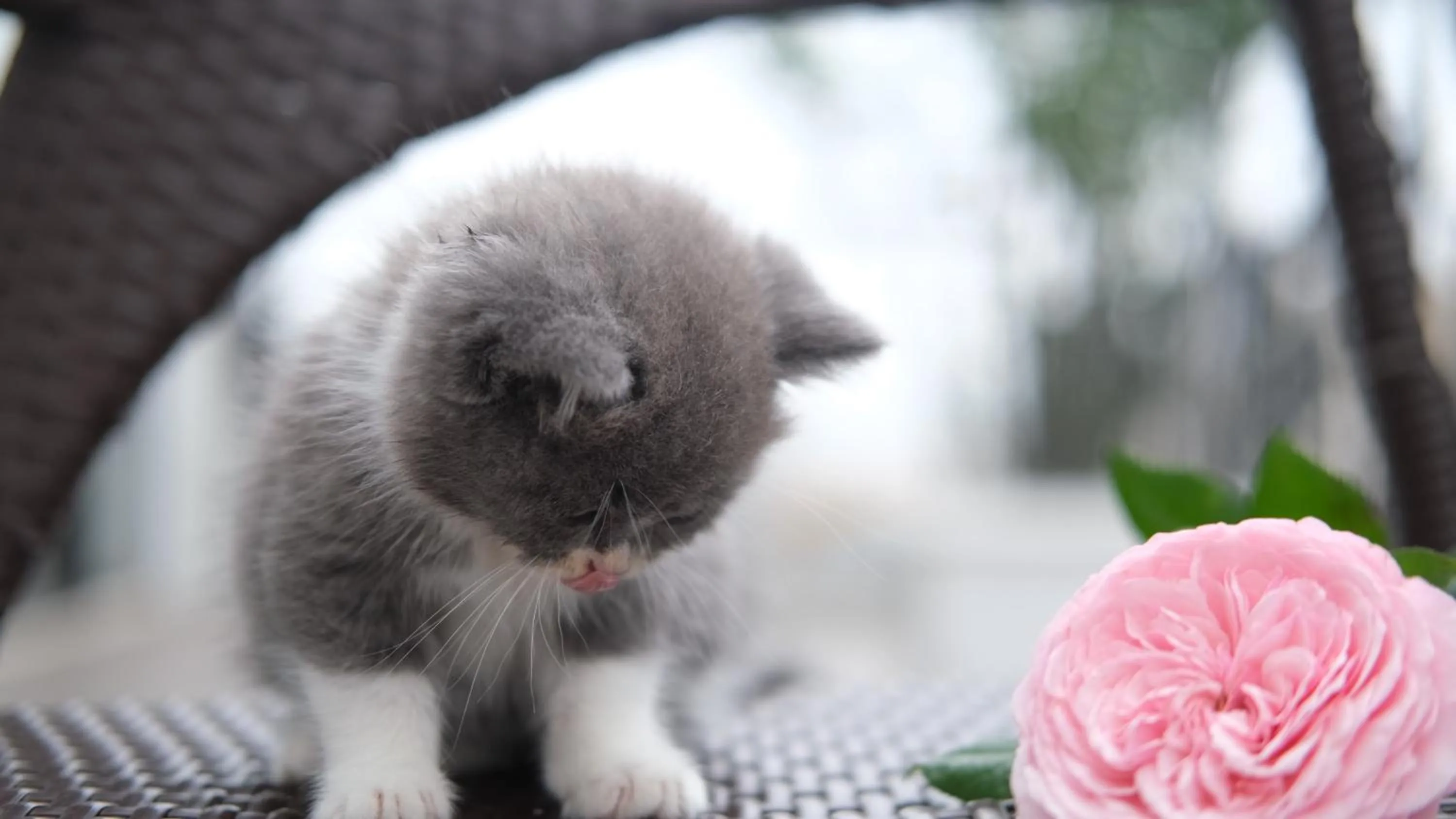 The Bloom Classic - An Excellent Blend of Cozy Living and Urban Relaxation