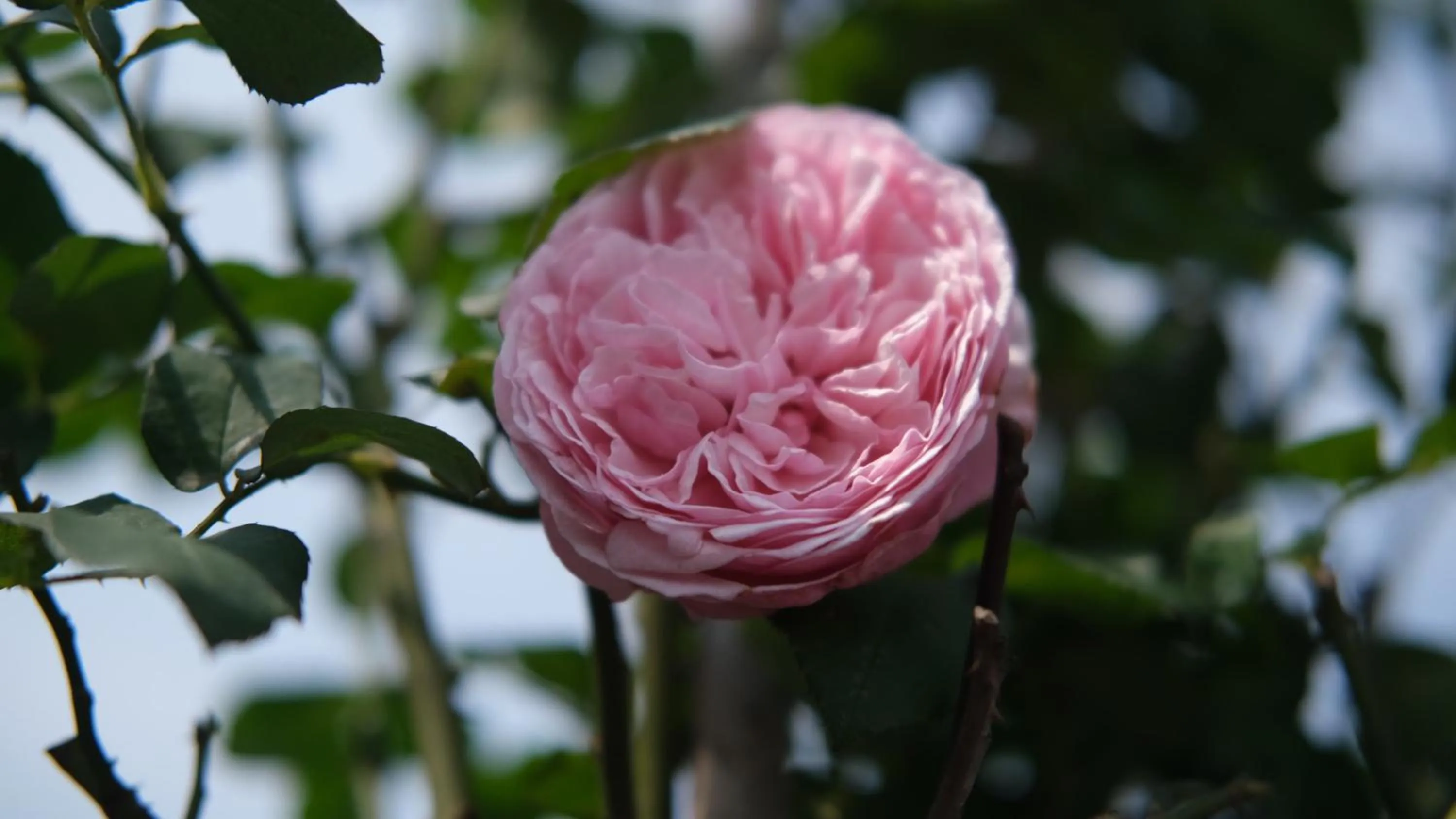 Day in The Bloom Classic - An Excellent Blend of Cozy Living and Urban Relaxation