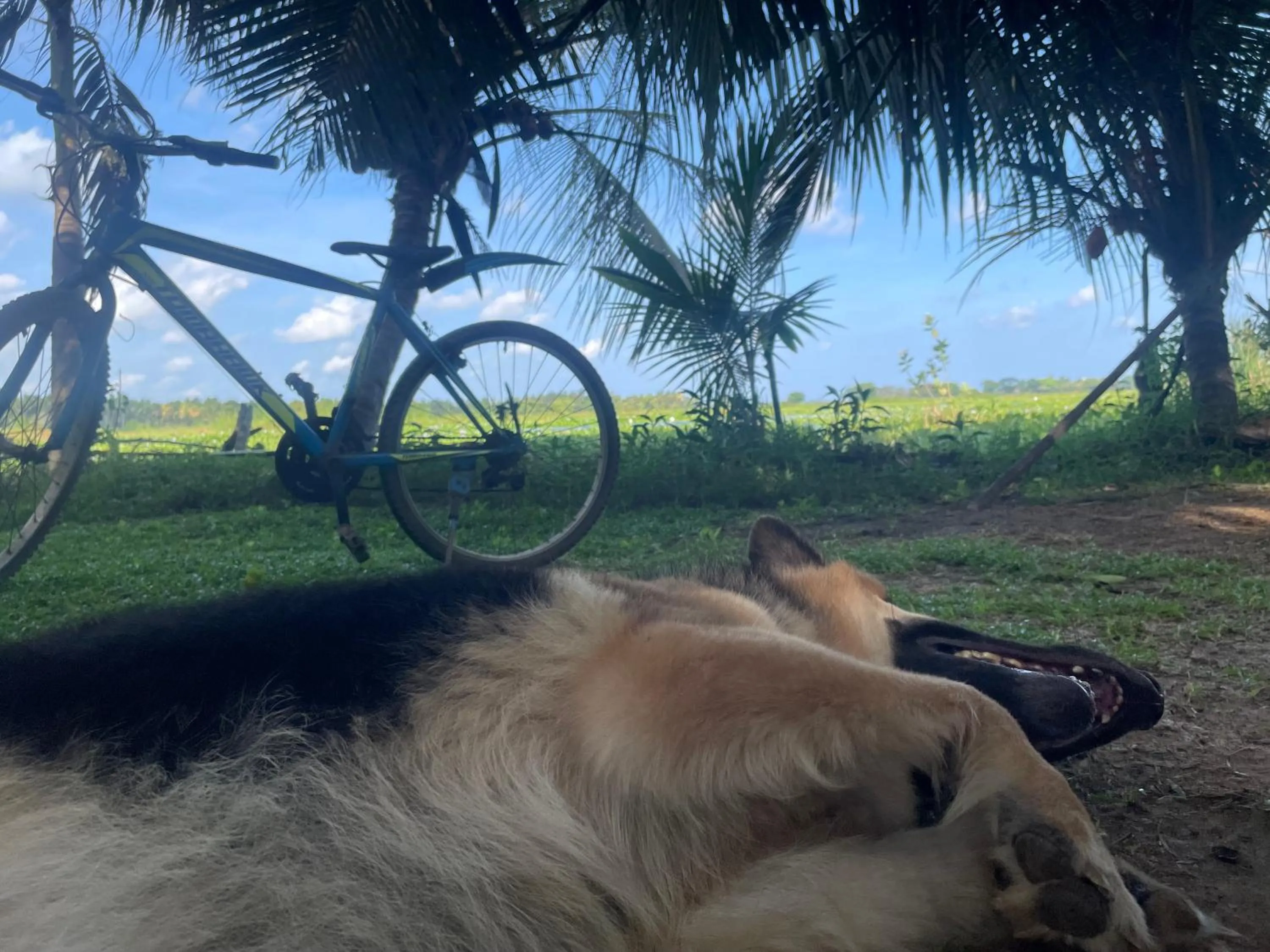 Garden in LakeSide Cabana Tissamaharama