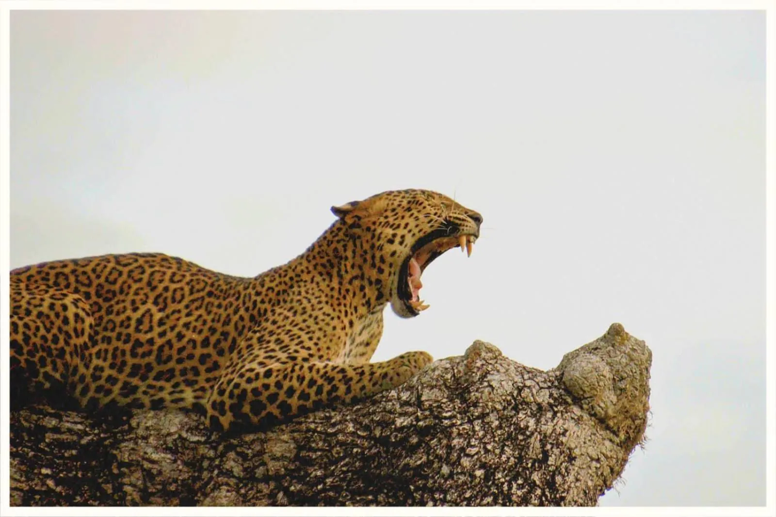 Natural landscape in LakeSide Cabana Tissamaharama
