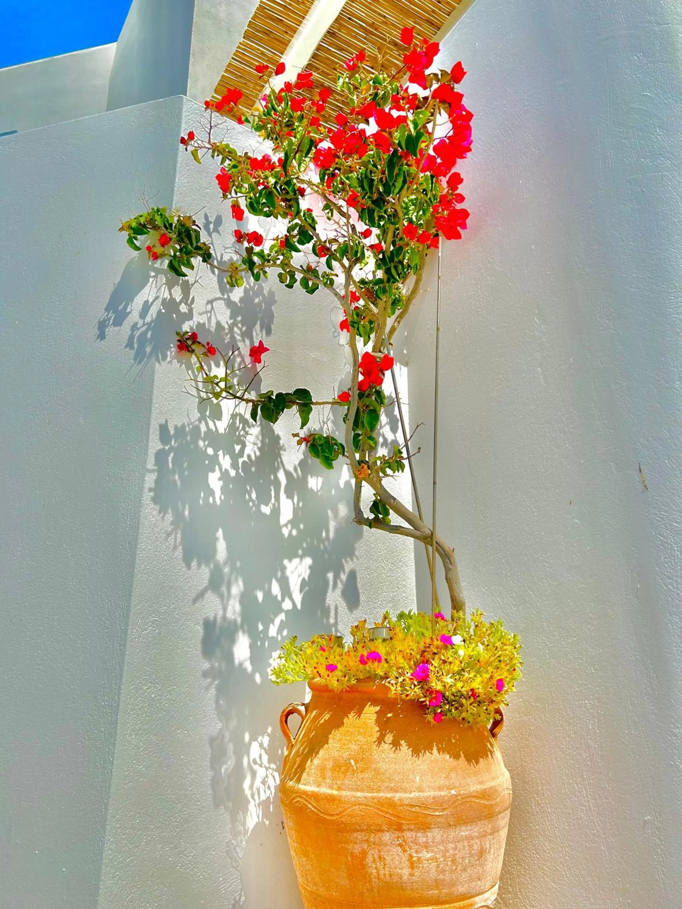 Garden in Anita Rooms & Suites Milos