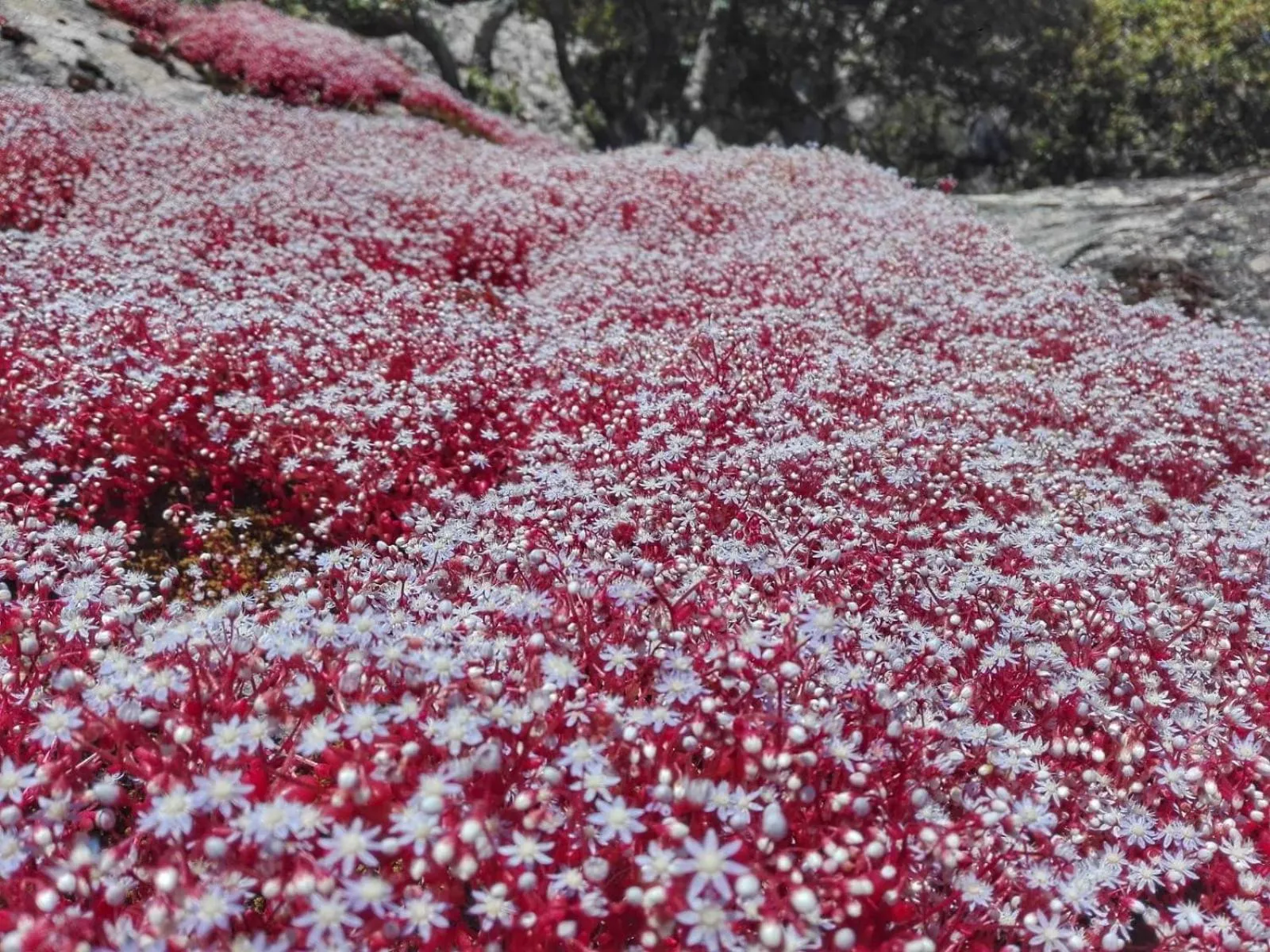 Nearby landmark in Agriturismo La Vigna