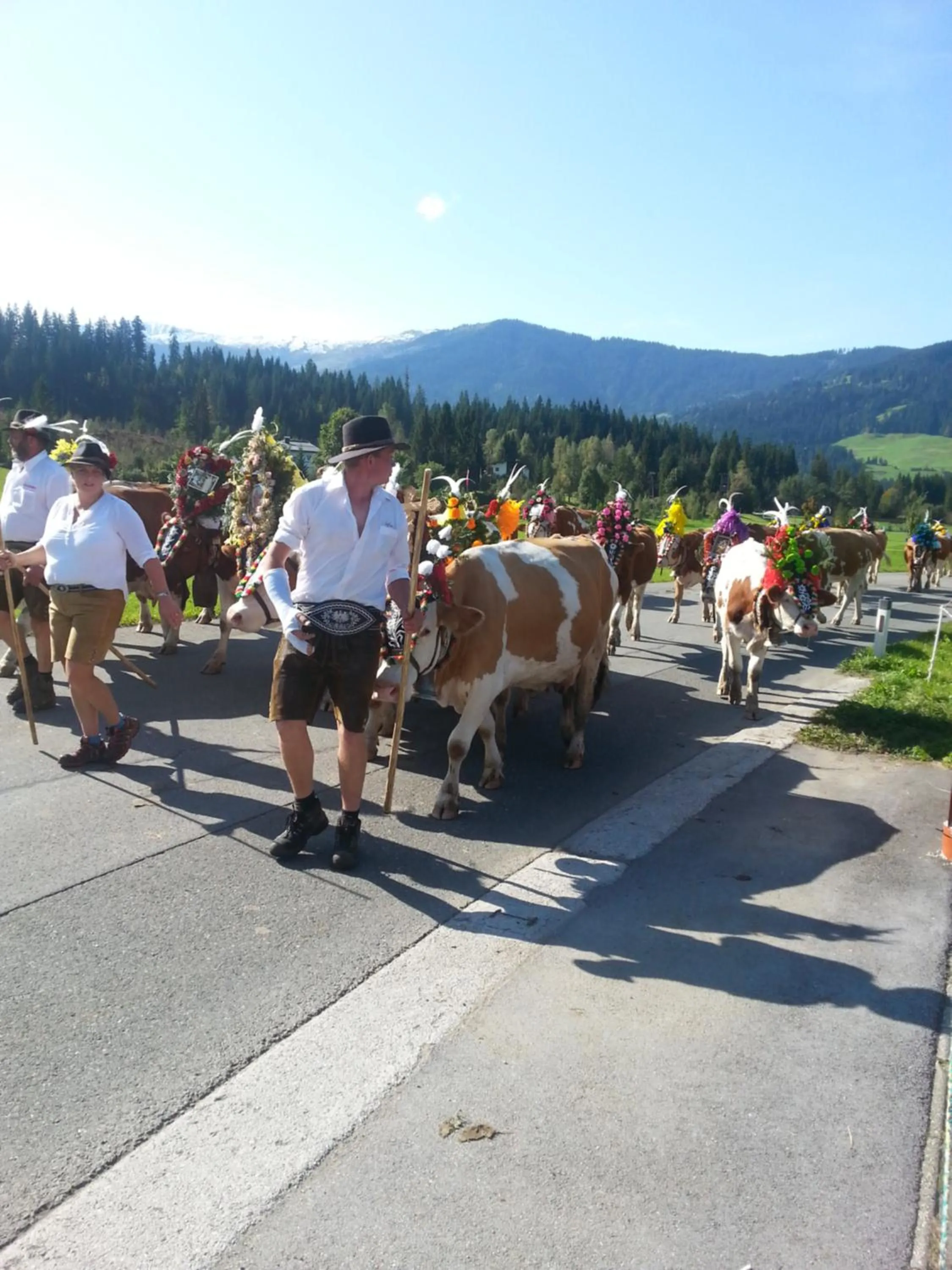 Animals in Haus Johanna