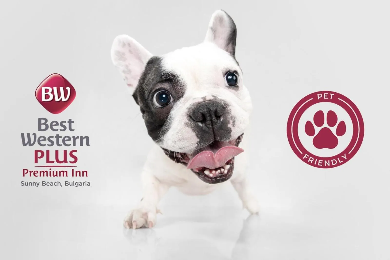 Pets in Best Western PLUS Premium Inn