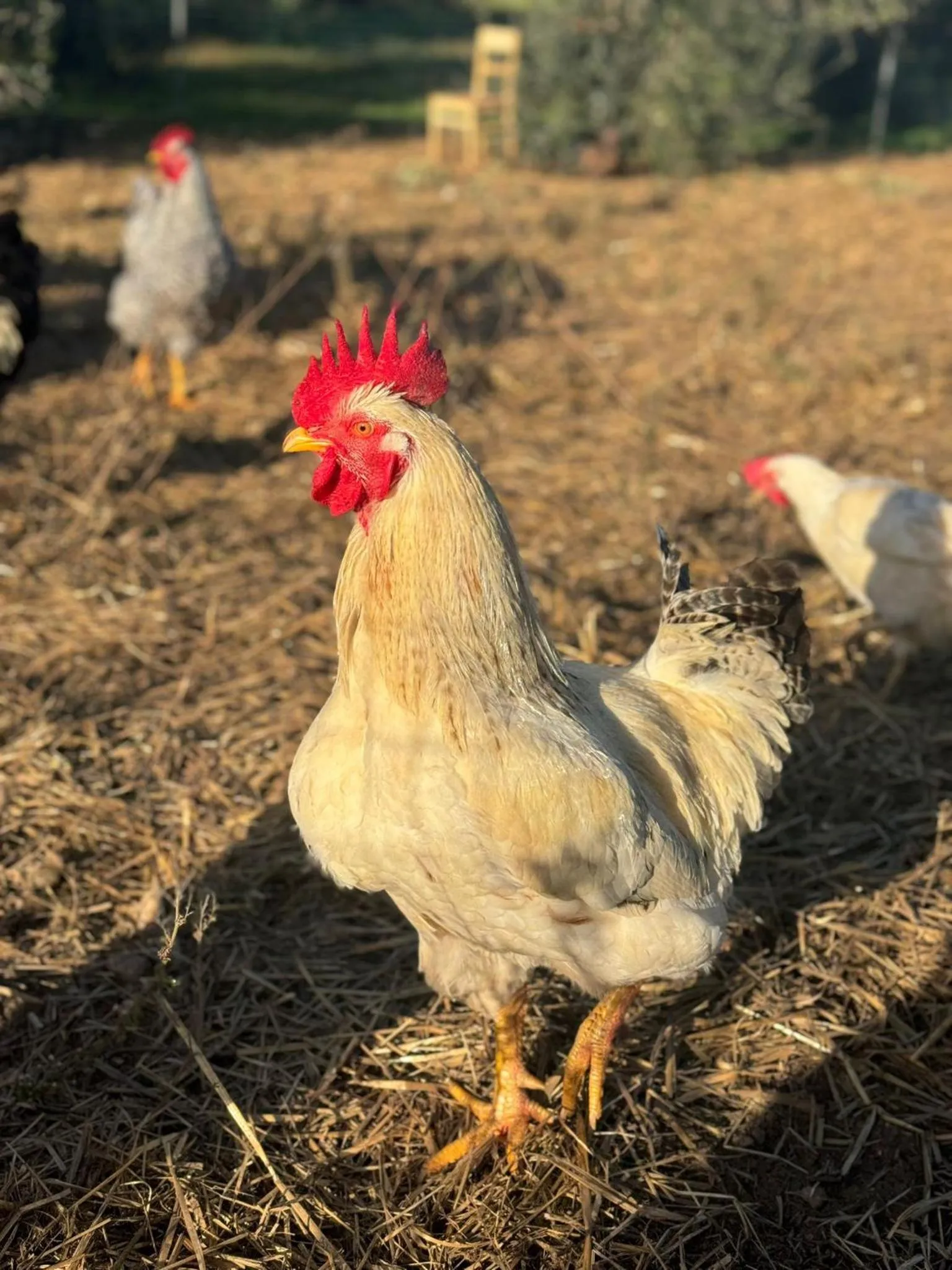 Day in Agriturismo Tenuta Calitre