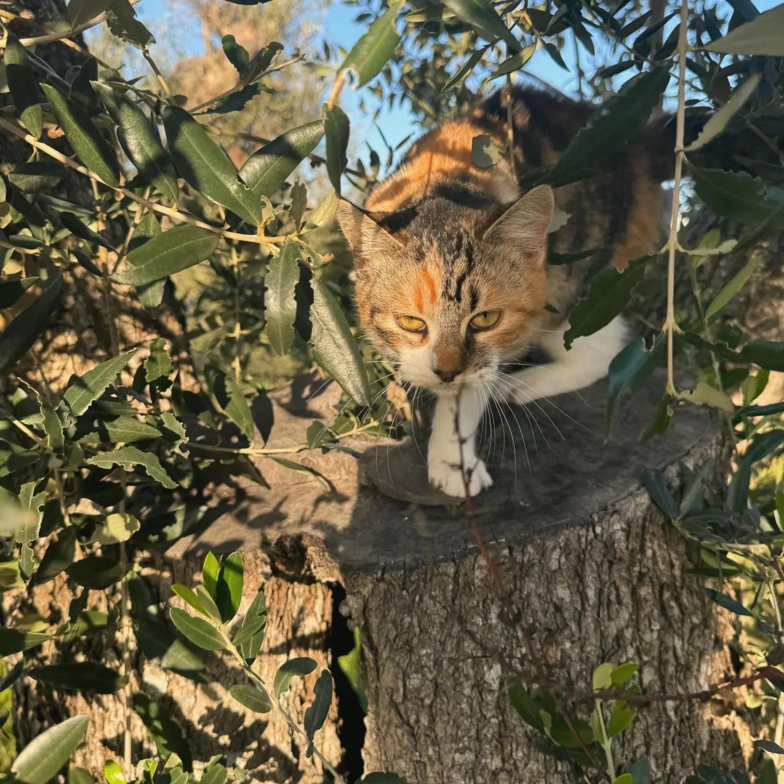 Day in Agriturismo Tenuta Calitre