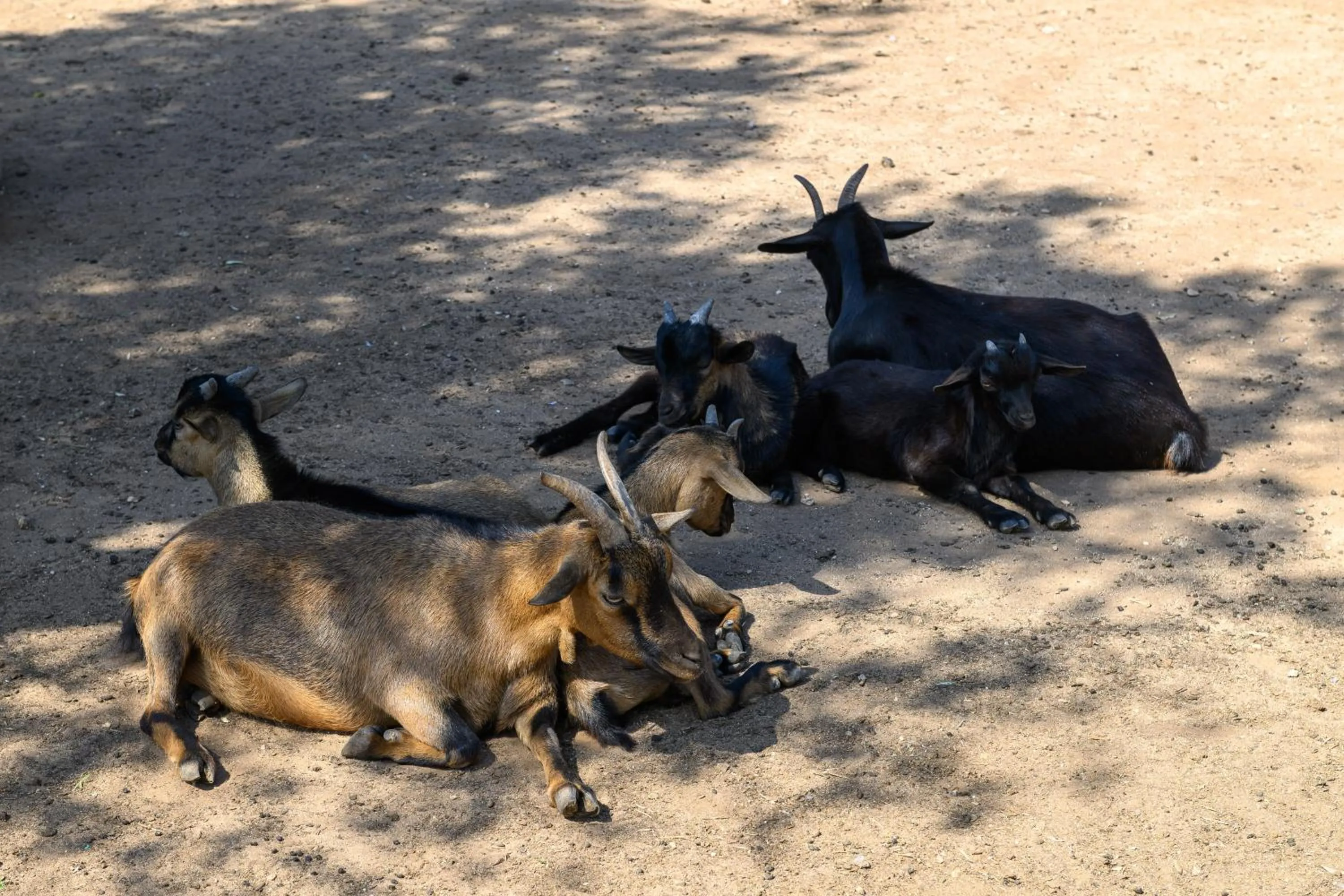 Animals in Agriturismo Tenuta Calitre