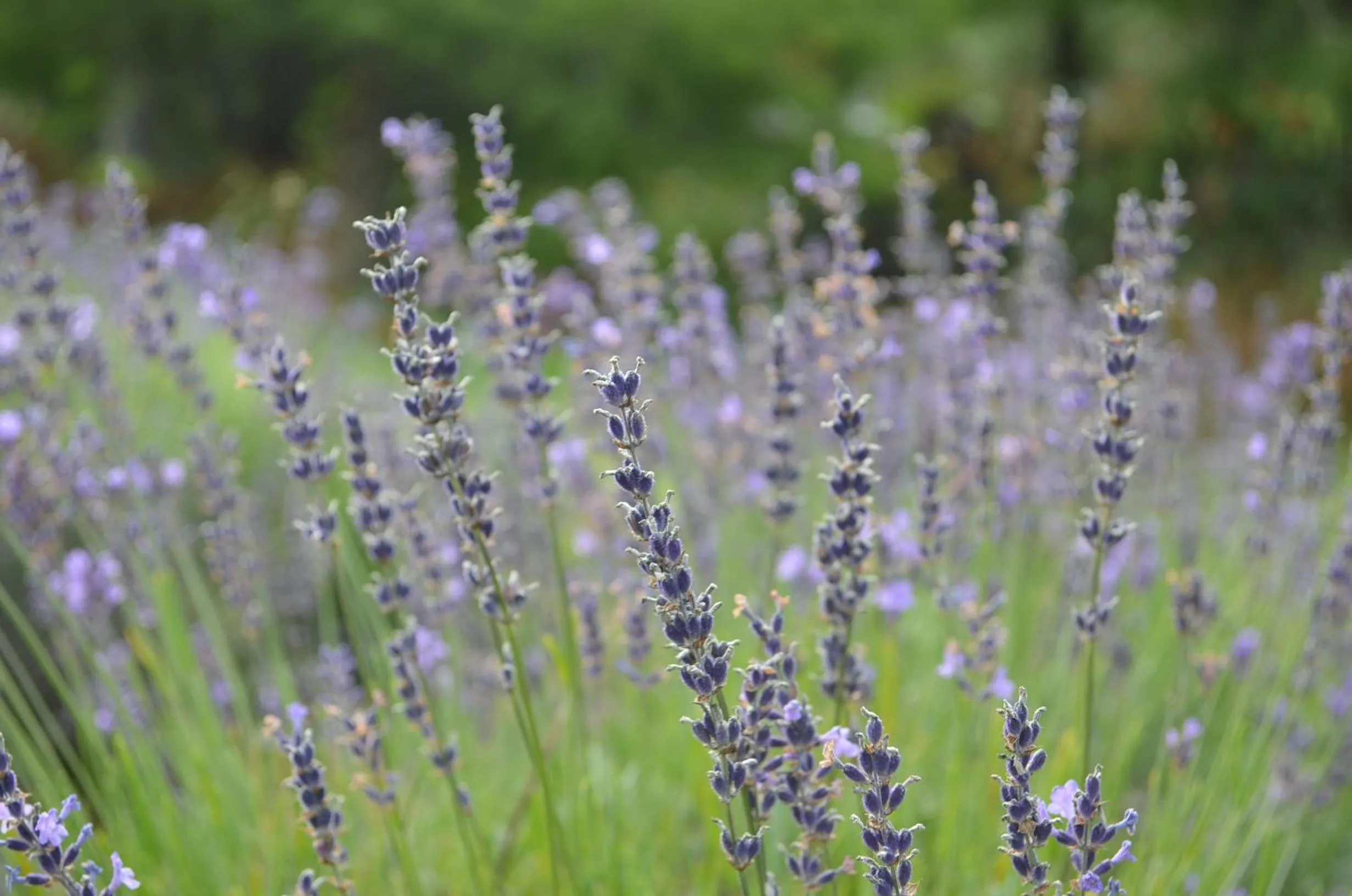 Natural landscape in Lavender Hill