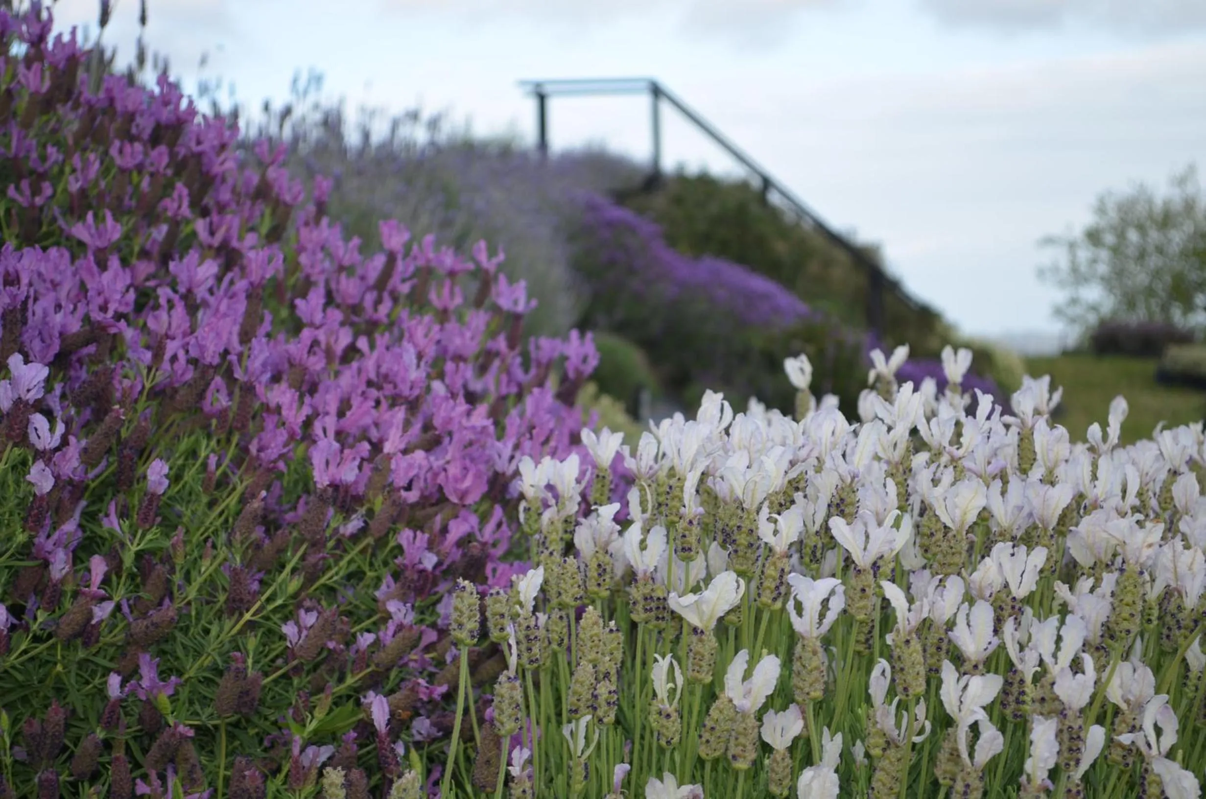 Spring in Lavender Hill