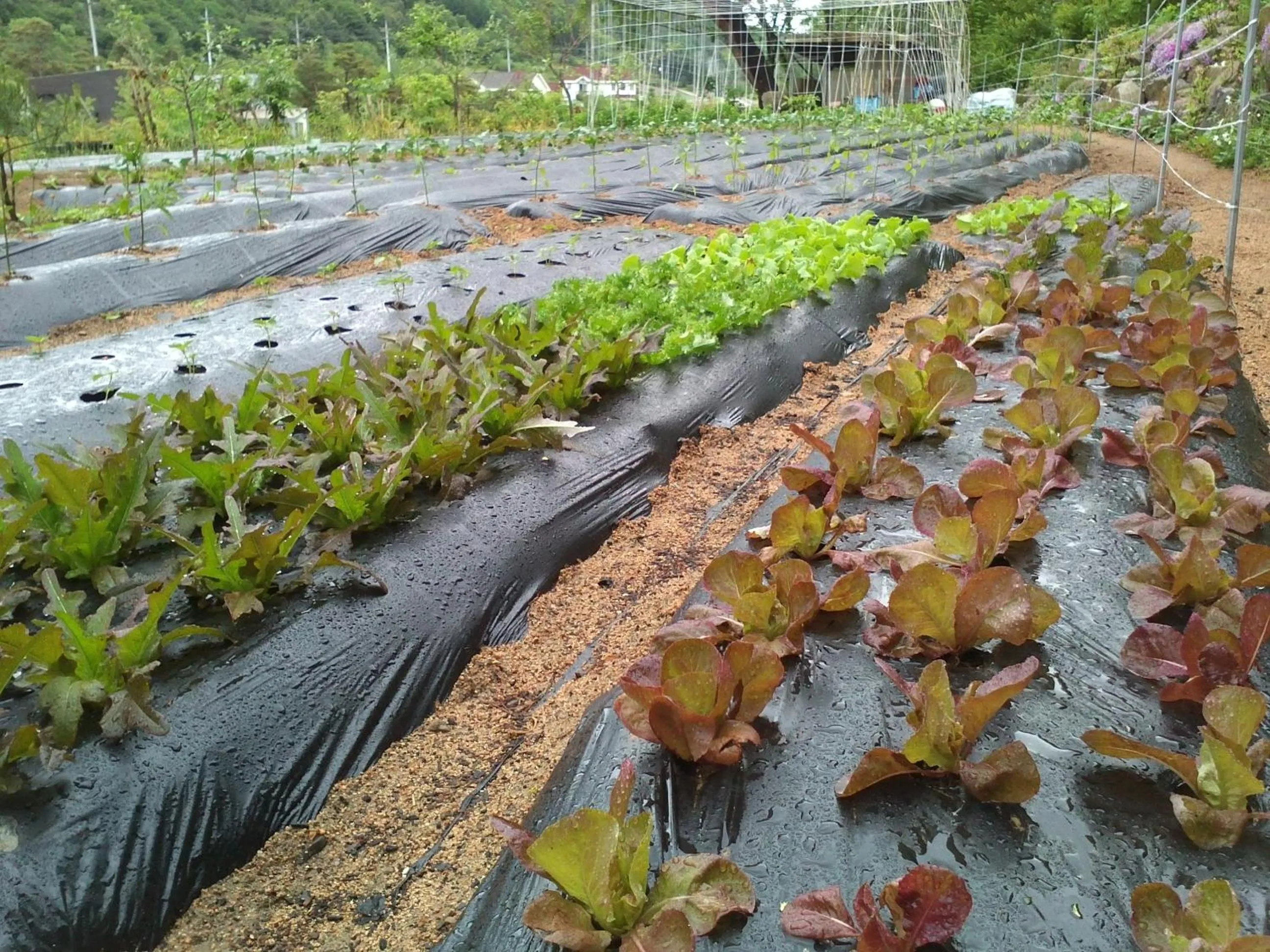 Spring in Starvill Pension