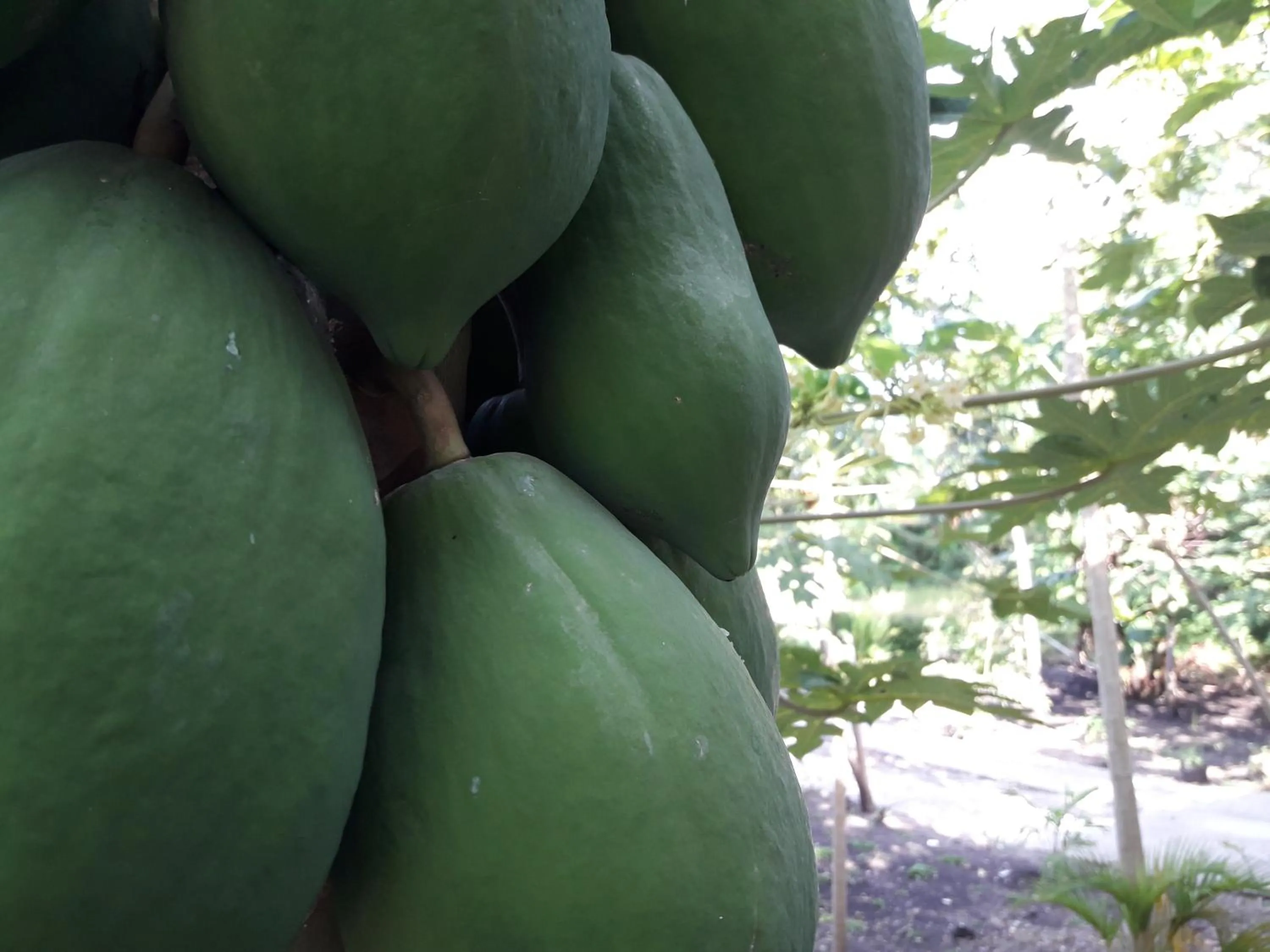 Garden view in The Teuz B&B