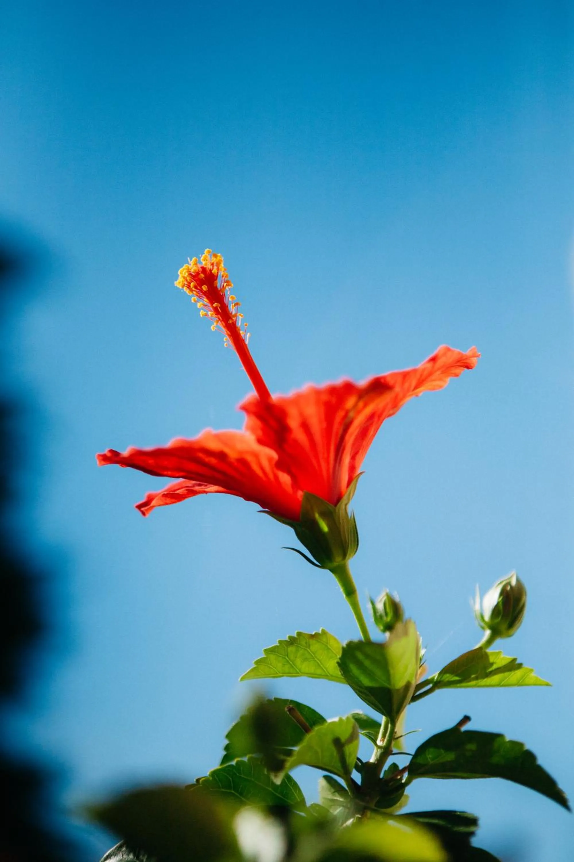 Garden view in Hotel Casa Peya - Adults Only