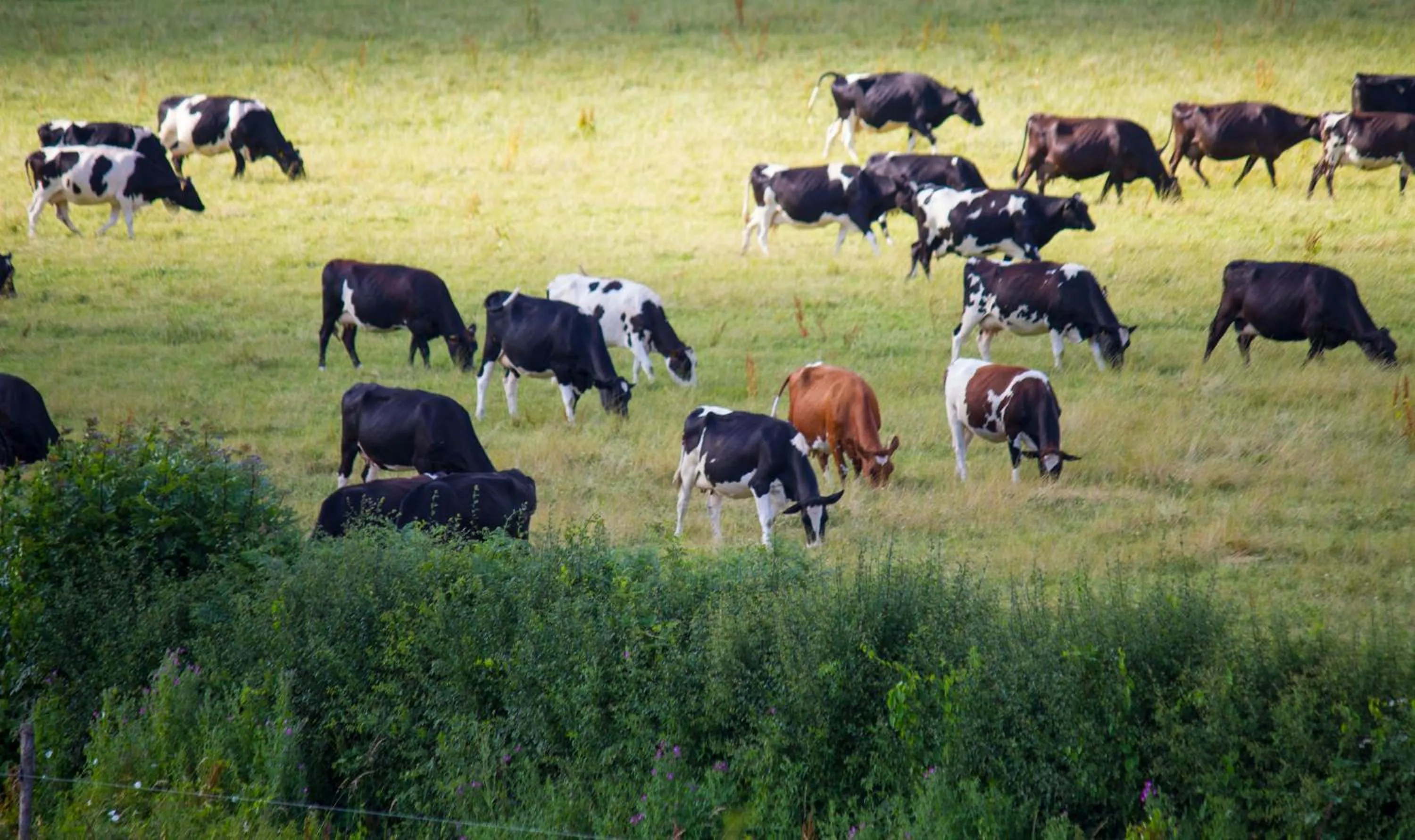 Garden view in Magpies Lodge
