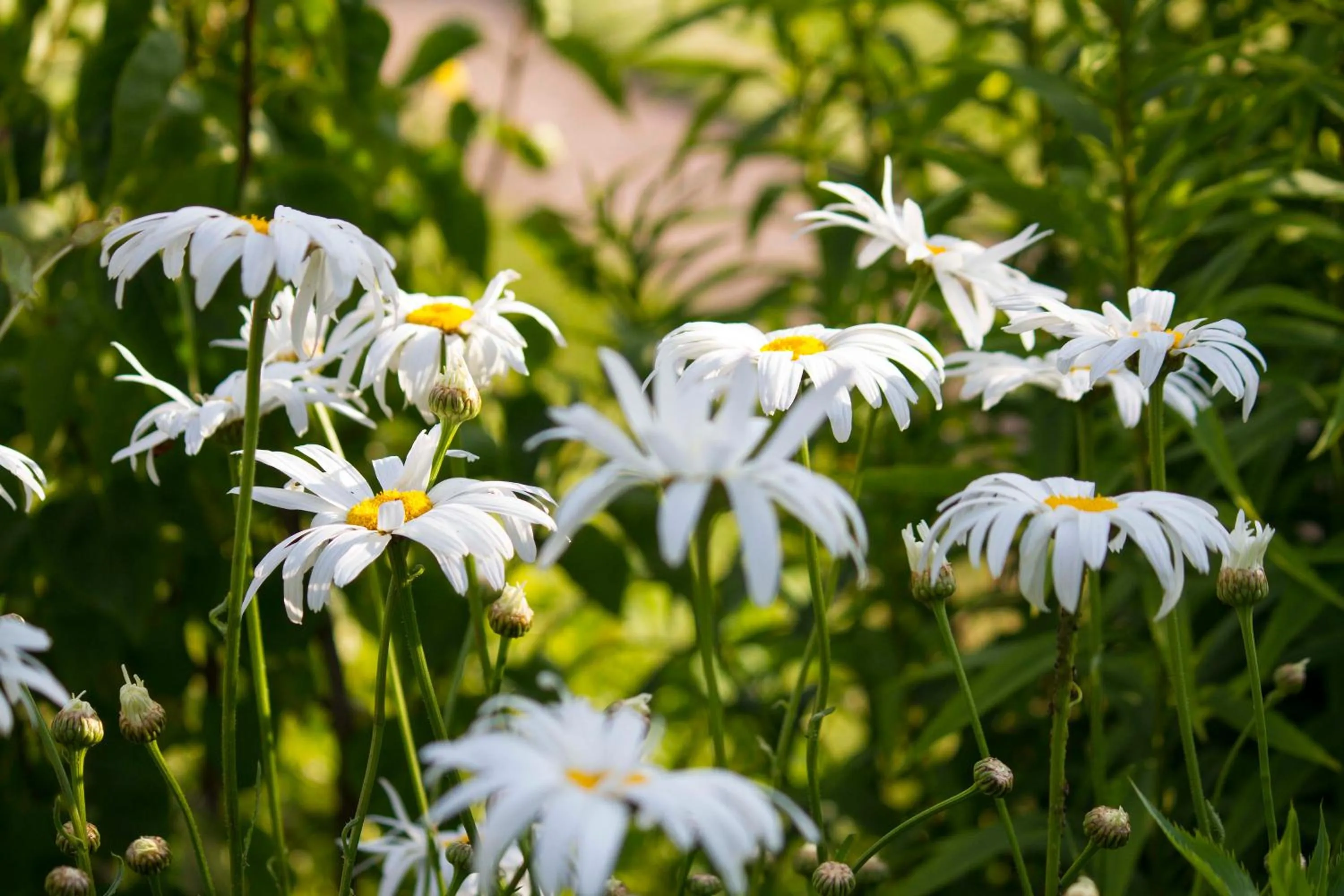 Garden view in Magpies Lodge
