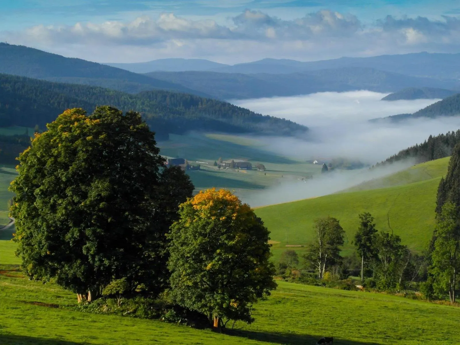 Neighbourhood in Schwarzwaldgasthaus Salenhof