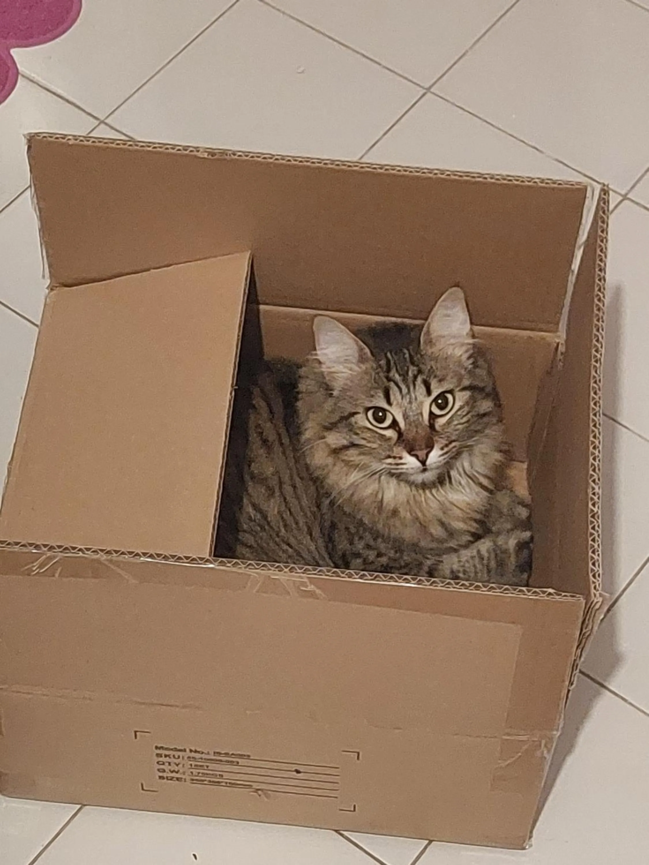 Animals in A Casa Da Mami