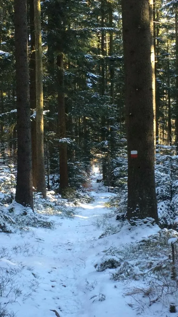 Natural landscape in Landhotel Großeiberhof