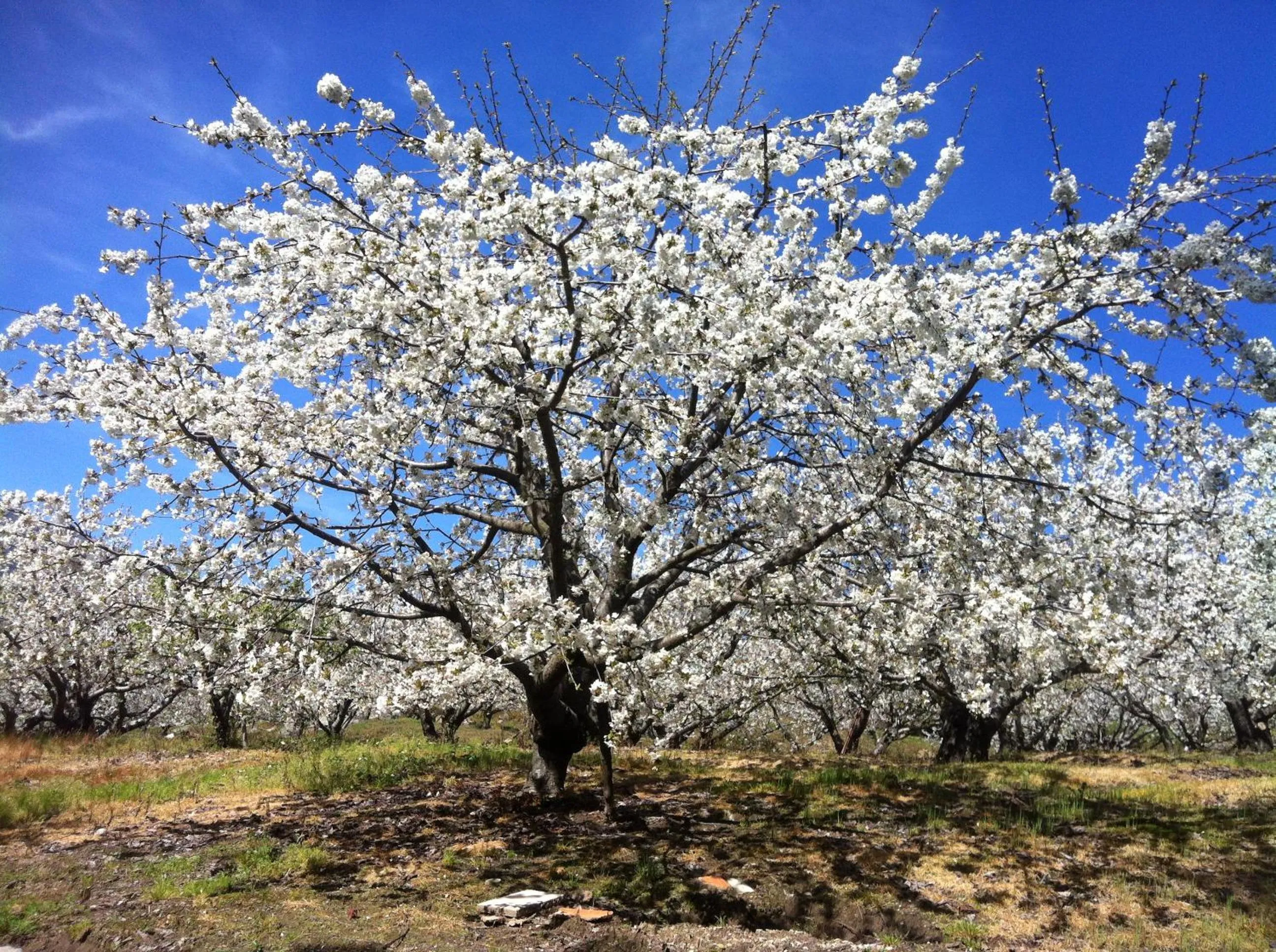Spring in CR La Posada de los Sentidos