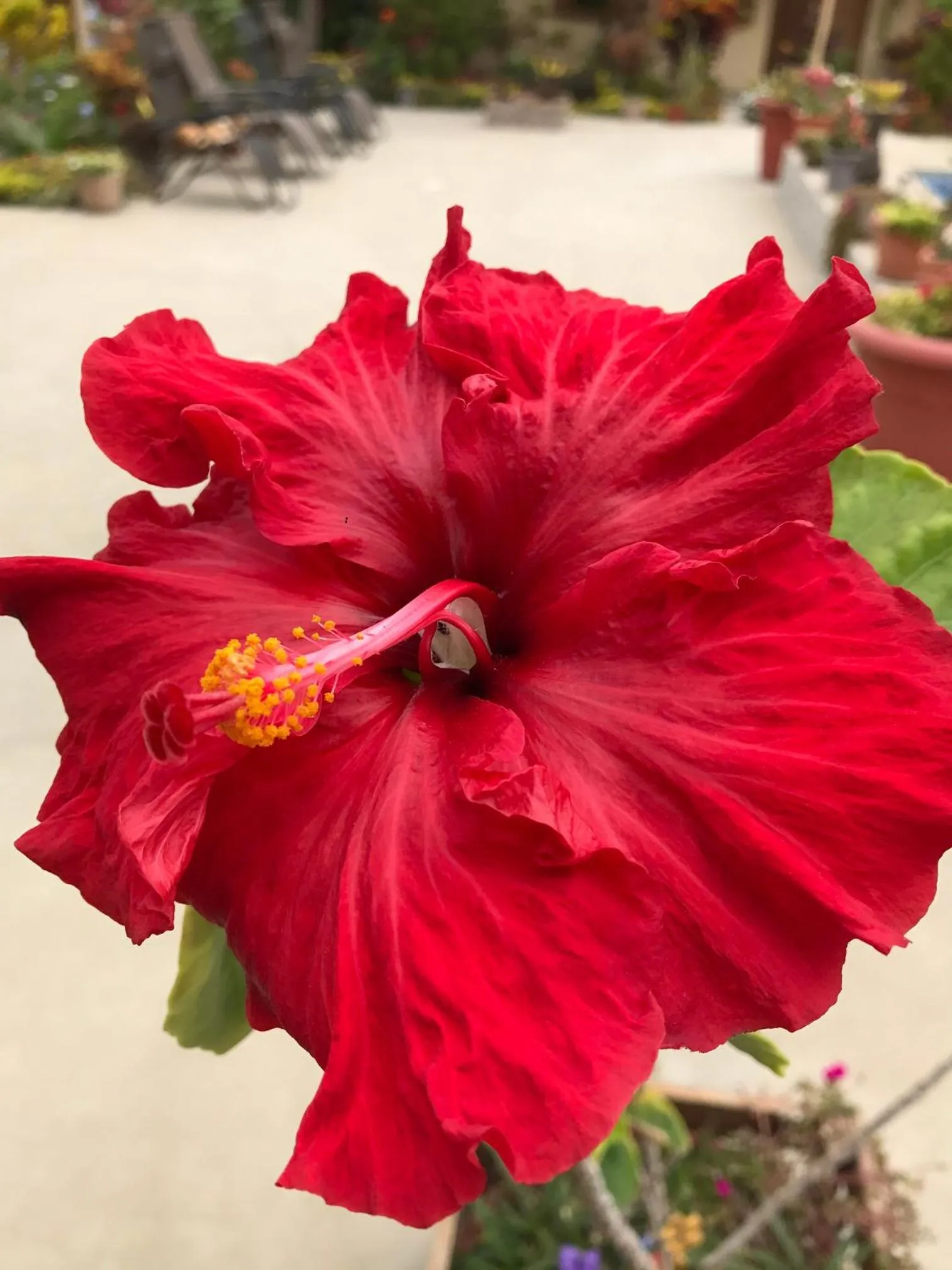 Garden in The Cottages by the Sea